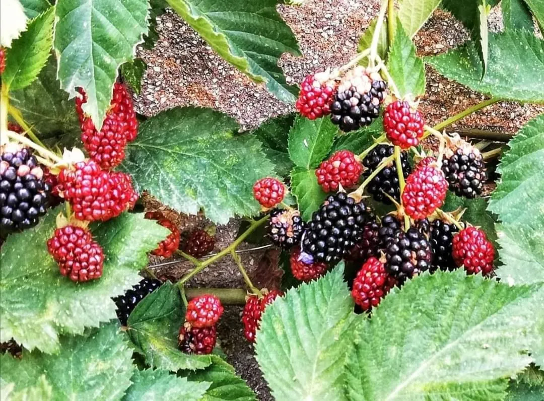 Garden in La mia Casa nelle Marche