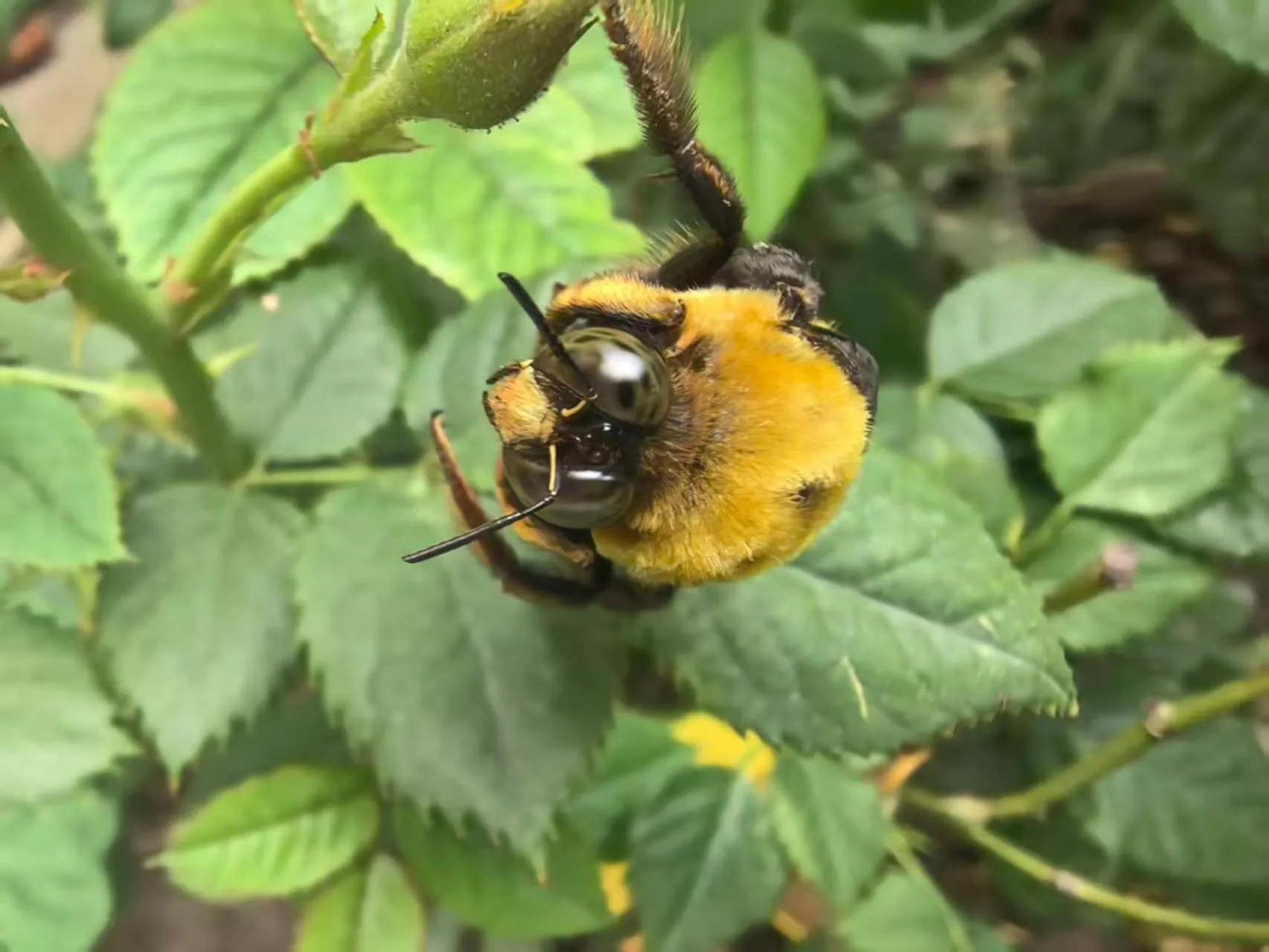 Beijing Jingyuan Courtyard Hotel