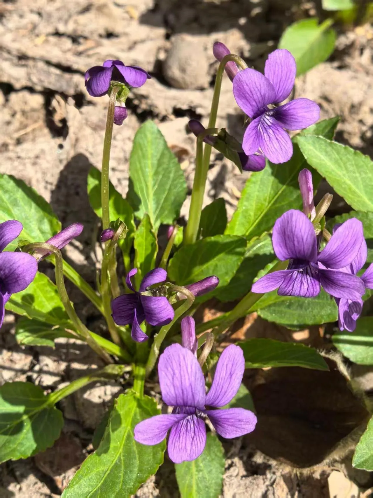 Beijing Jingyuan Courtyard Hotel