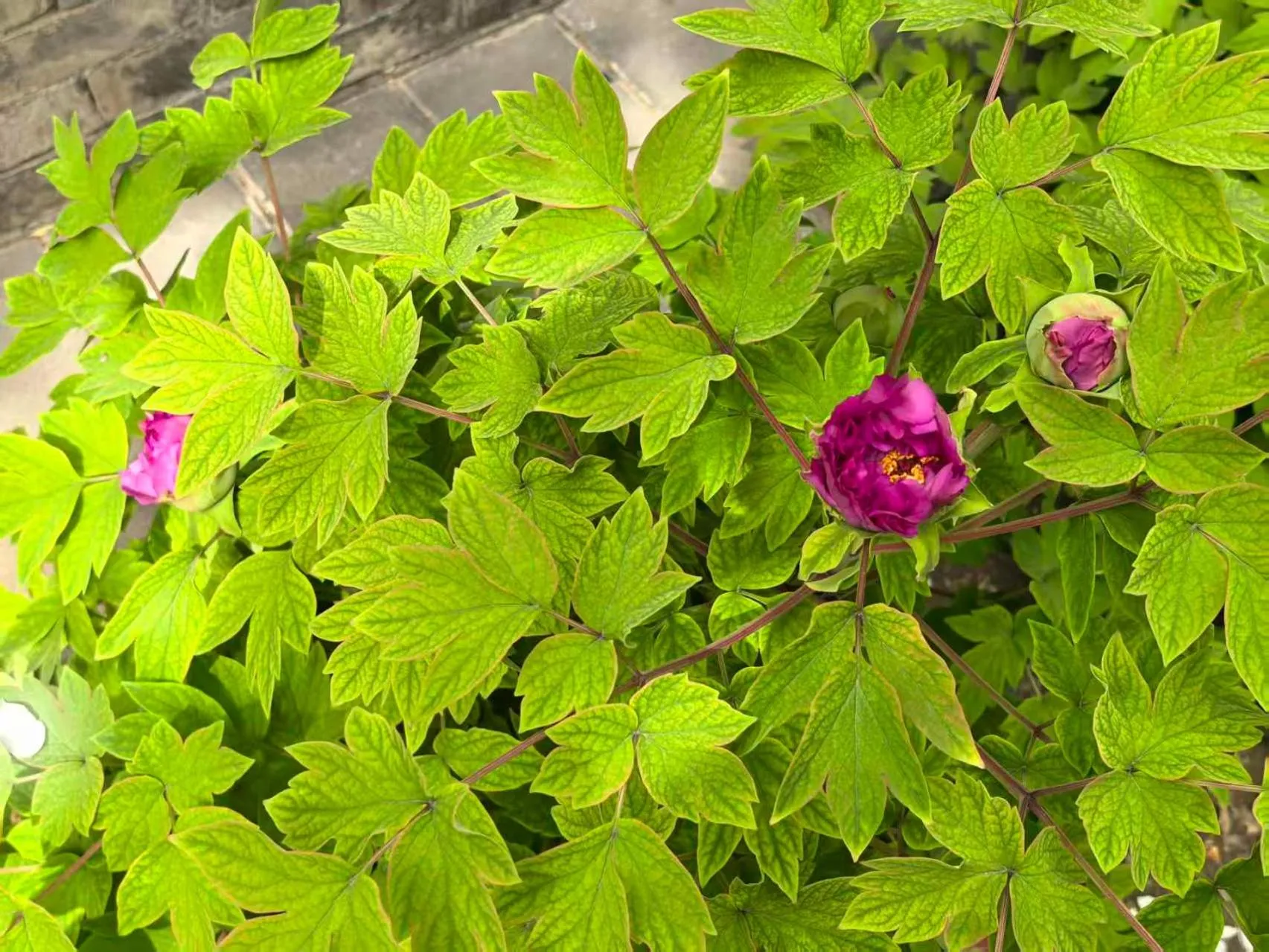 Beijing Jingyuan Courtyard Hotel