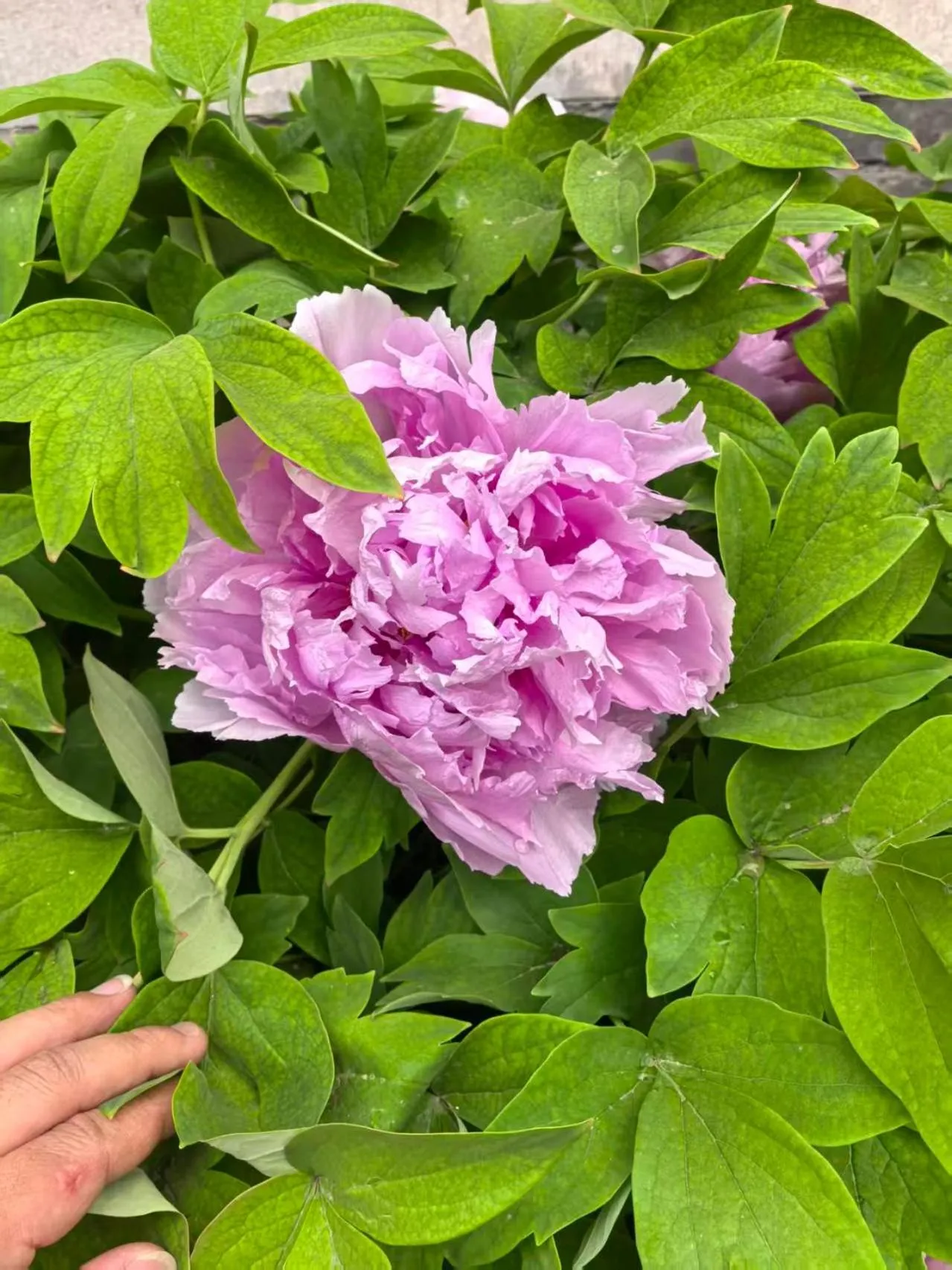 Beijing Jingyuan Courtyard Hotel