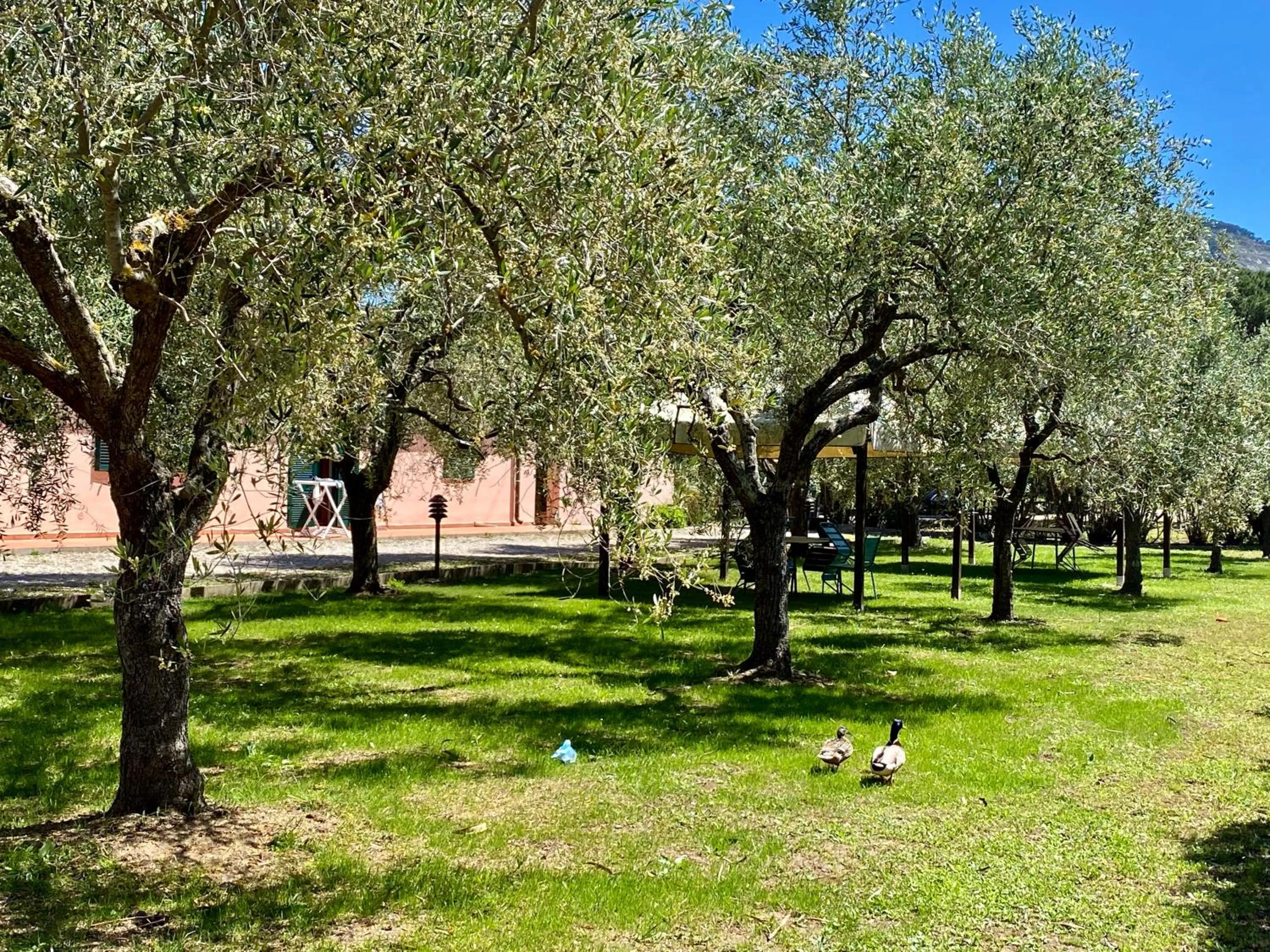 Garden in RESIDENCE TERME ISOLA D'ELBA SRL