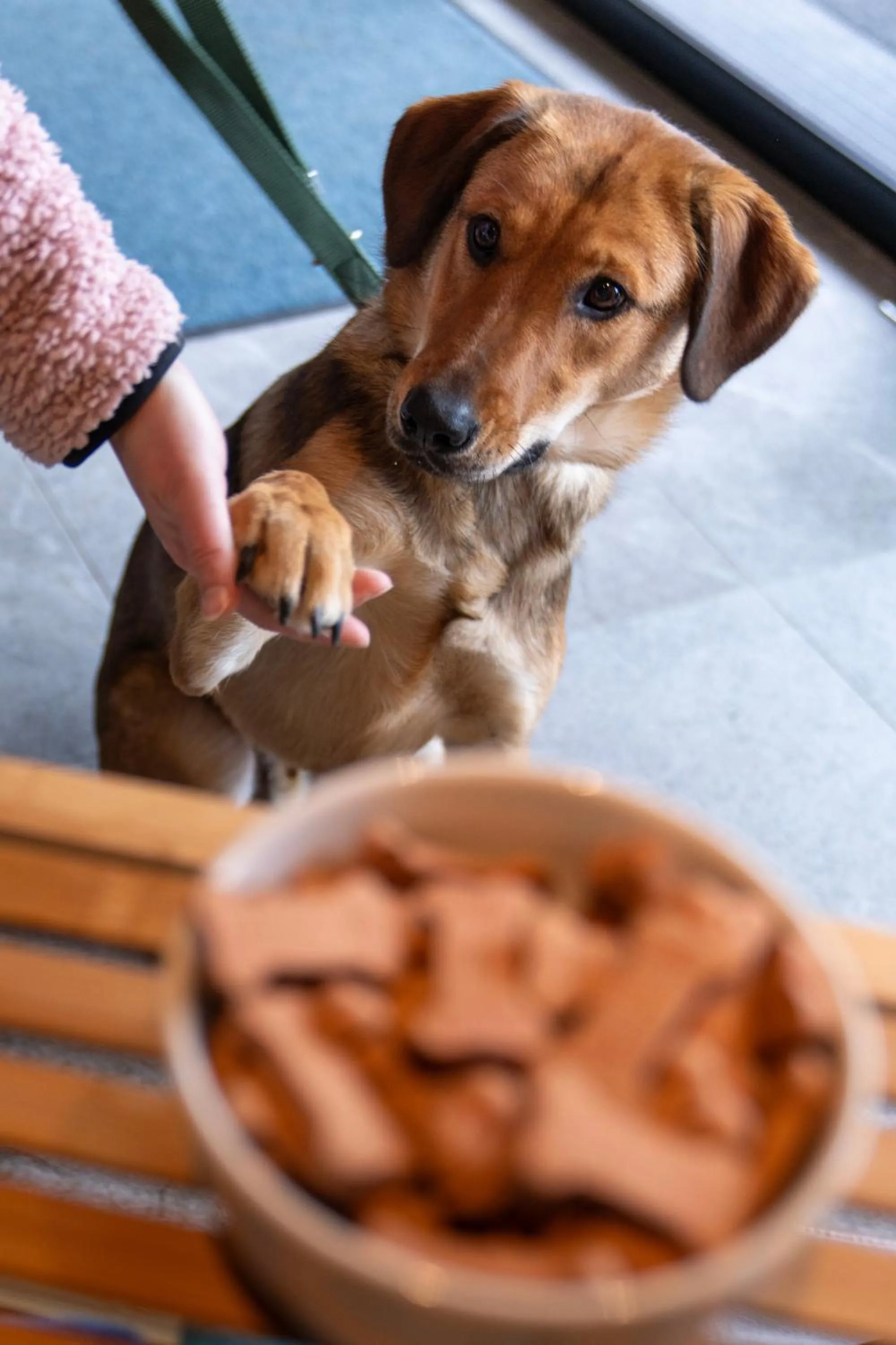 Pets in ADEA Lifestyle Suites Fieberbrunn