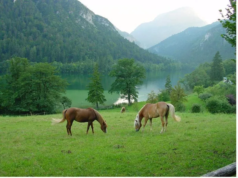 Hotel- Pension Oechsner