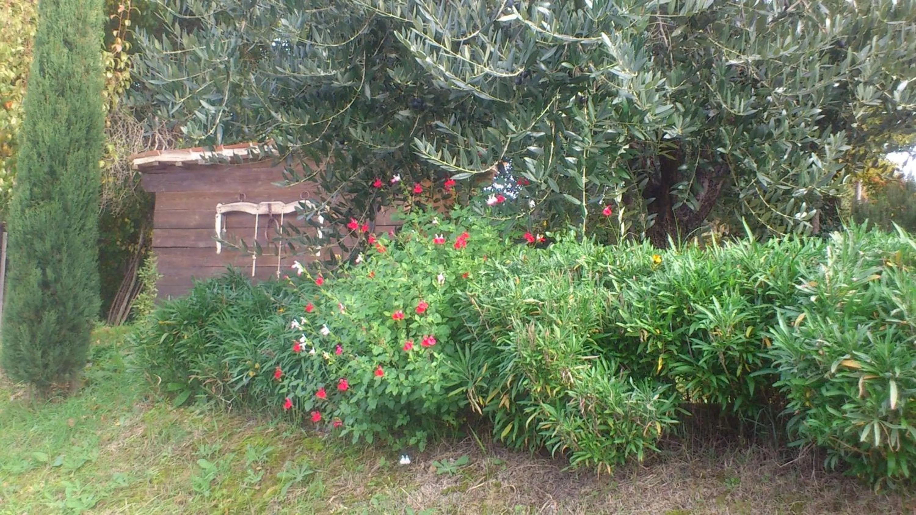 Garden view in Poggio Dei Prugnoli