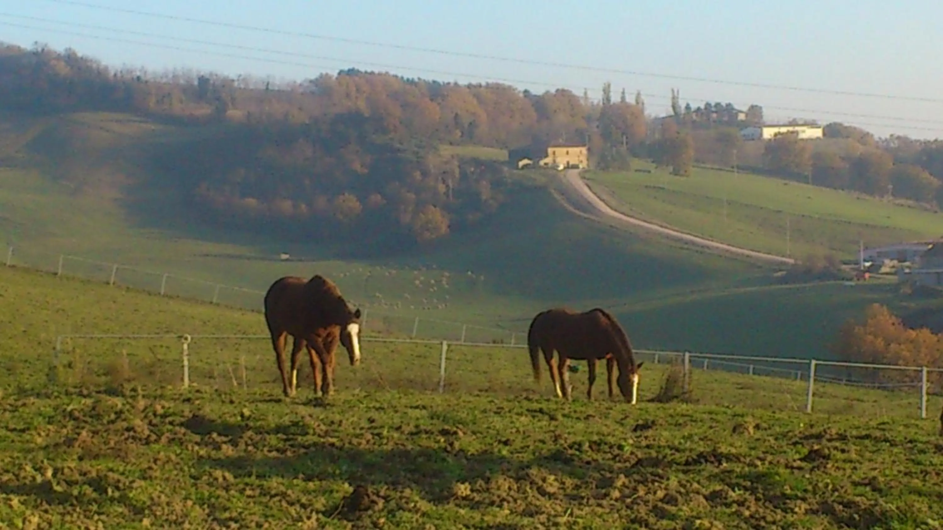 Animals in Poggio Dei Prugnoli