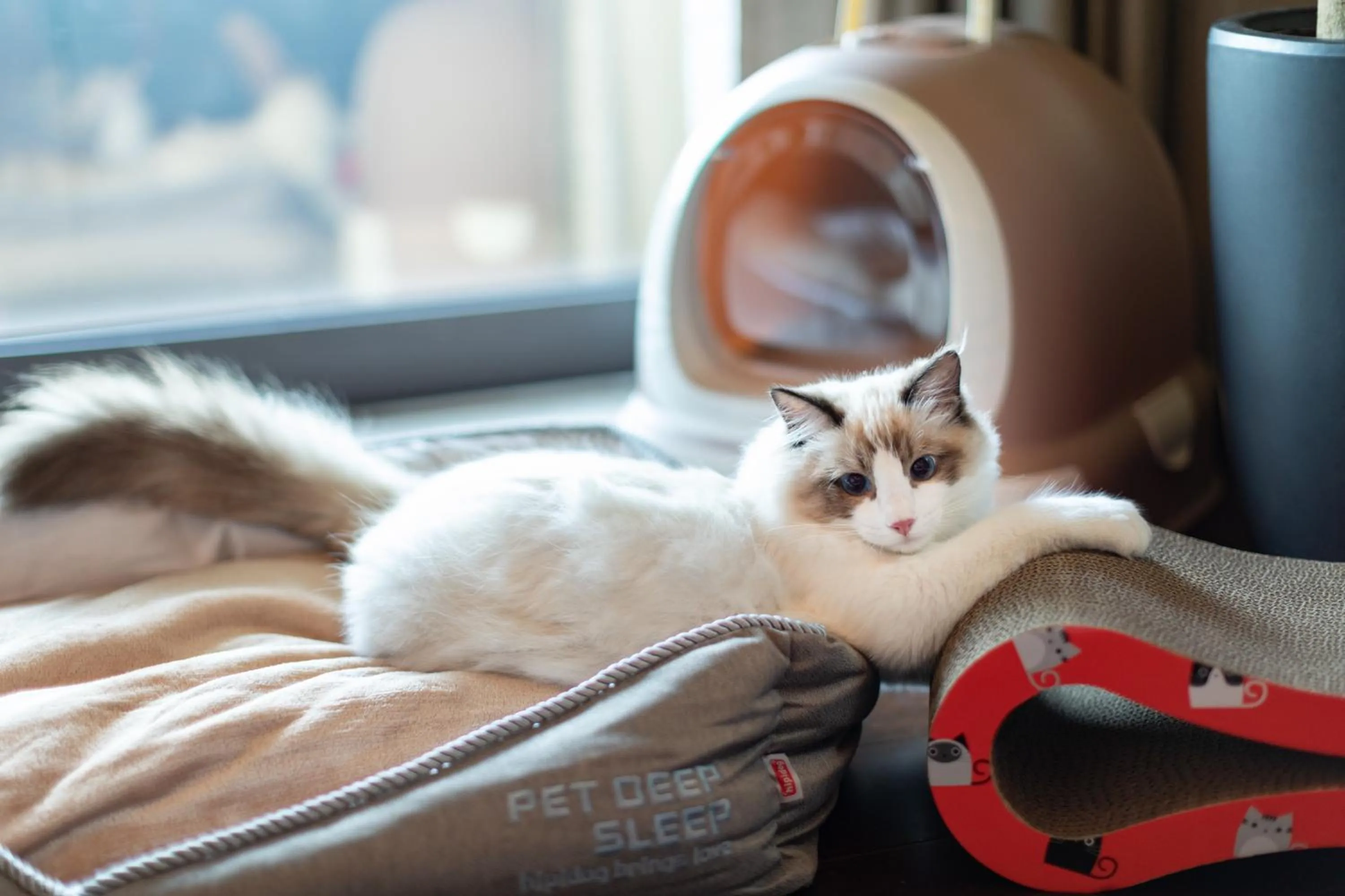 Pets in Gran Melia Chengdu