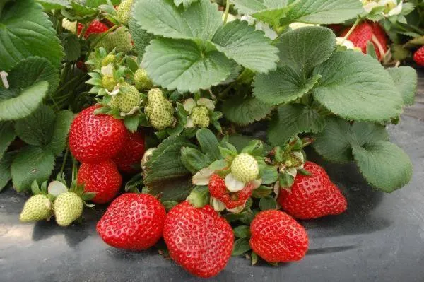 Food in Luna Piena Hotel