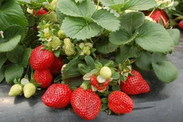 Food in Luna Piena Hotel Food in Luna Piena Hotel