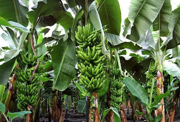 Food in Luna Piena Hotel