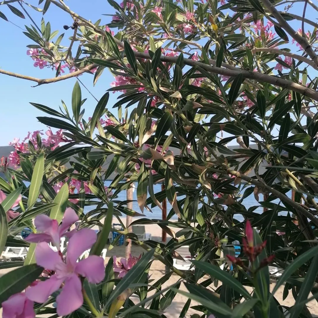 Garden in Luna Piena Hotel