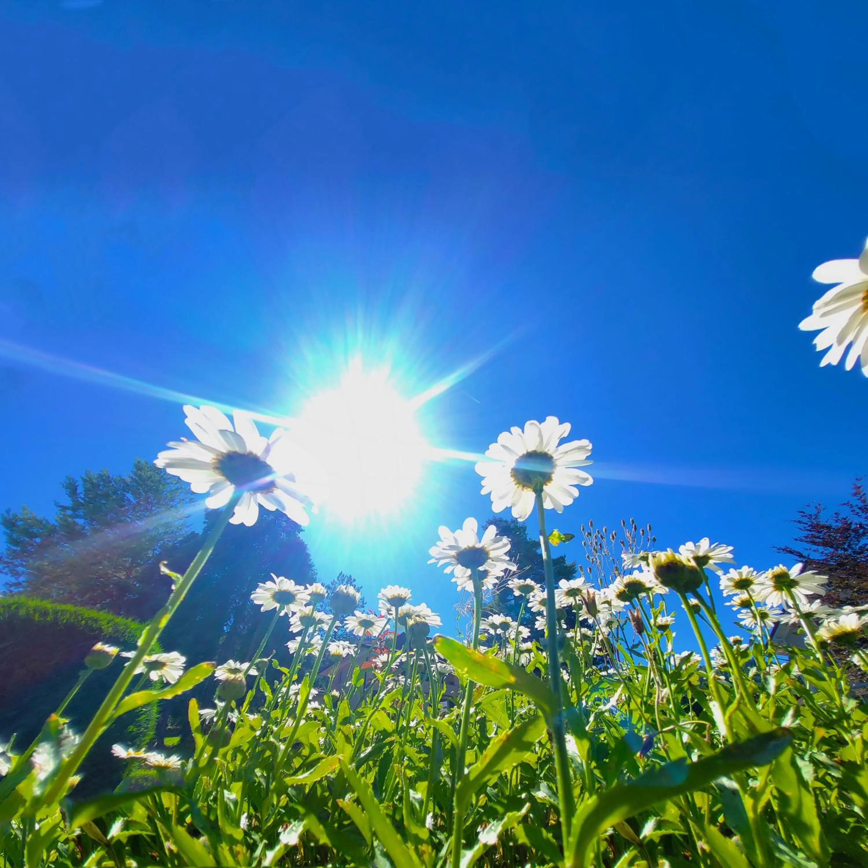 Summer in Guggital Hotel Restaurant