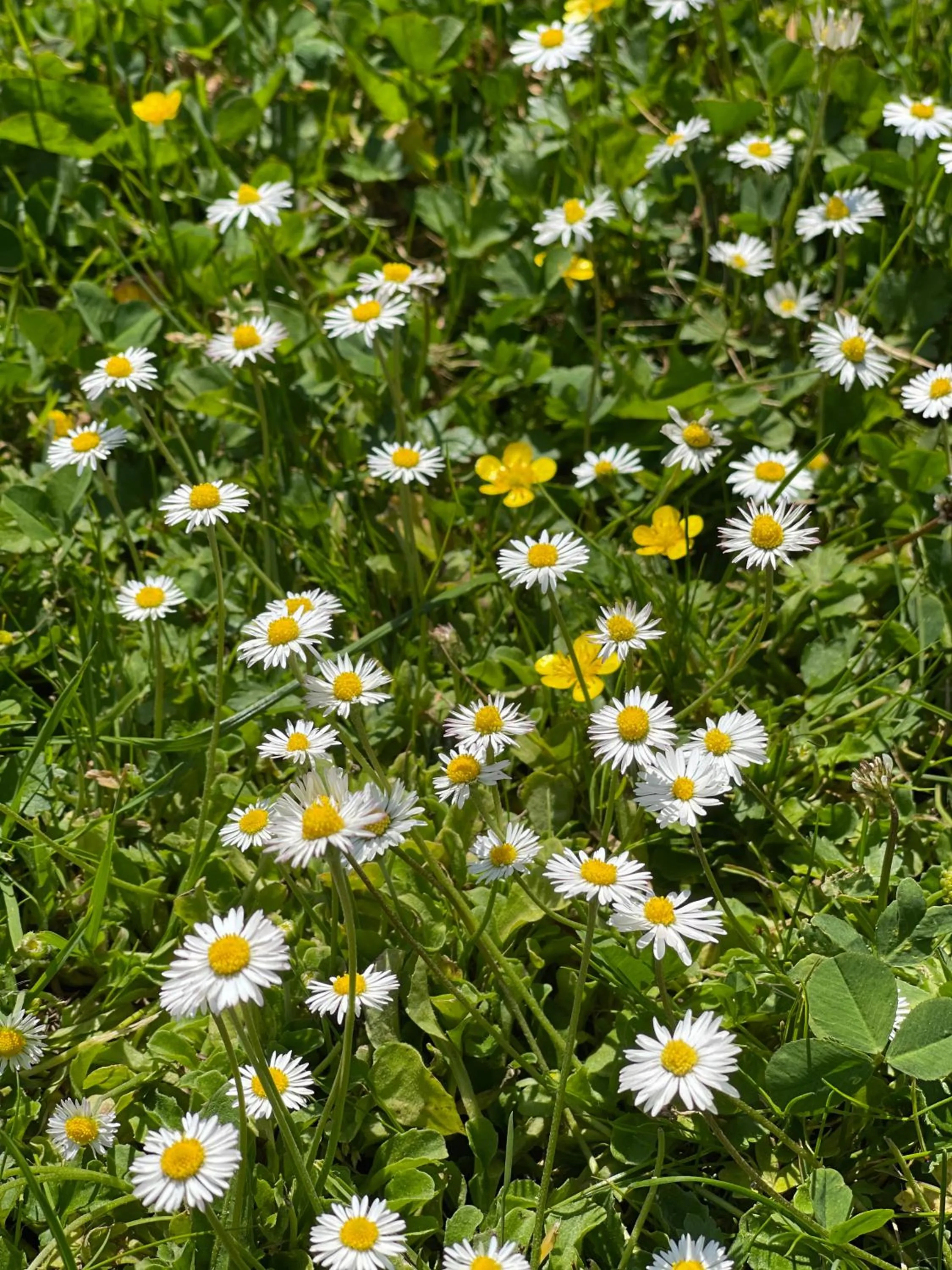 Garden in Nasa Chata