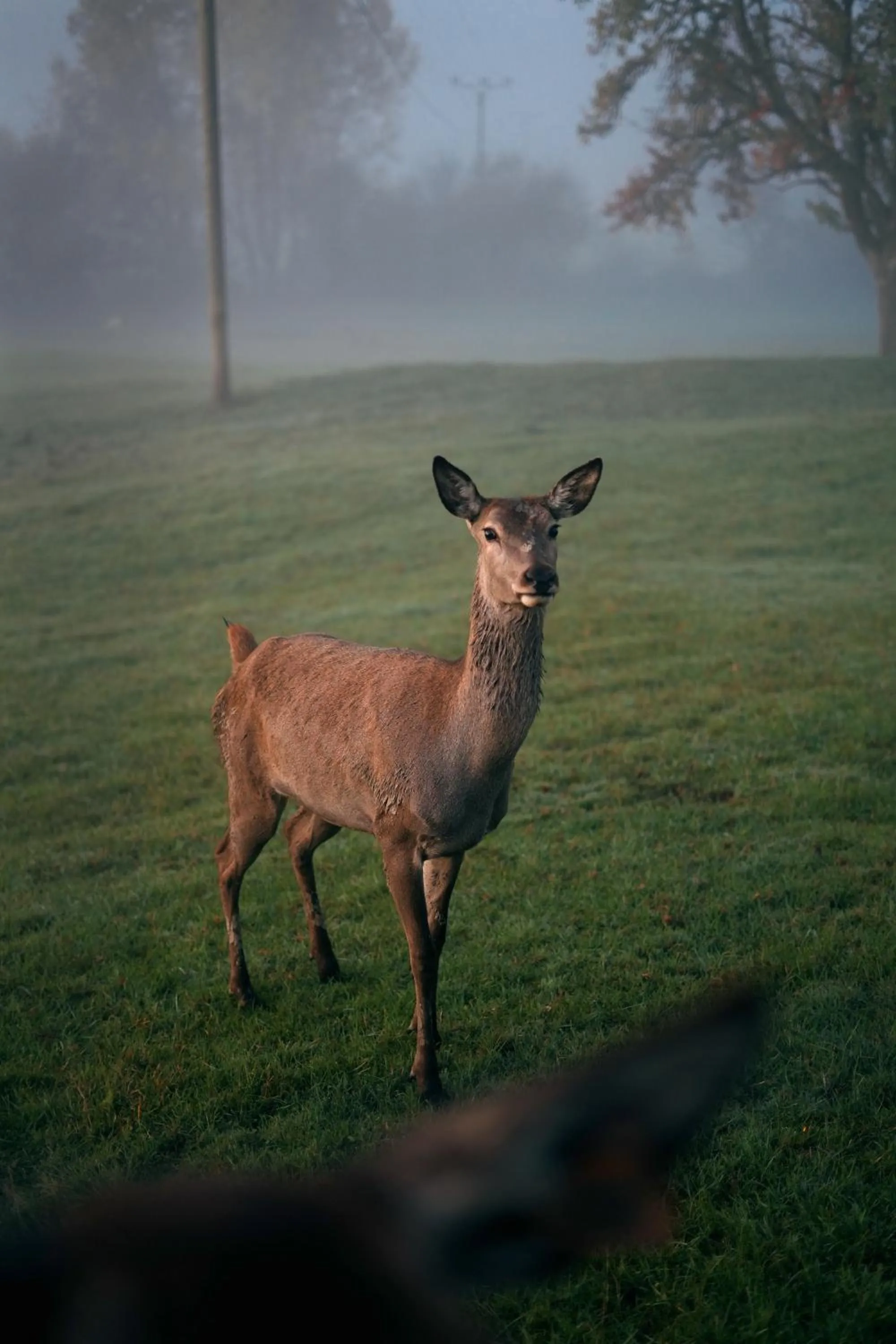 Animals in Berghotel Jägerhof ****S