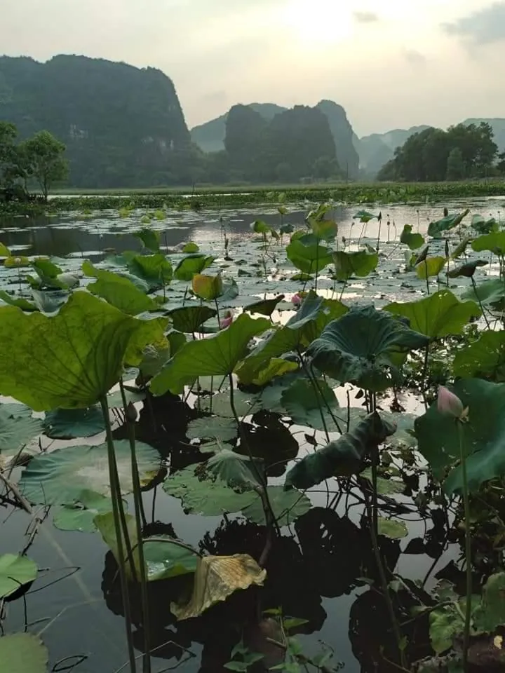 Serena riverside homestay - Tràng An