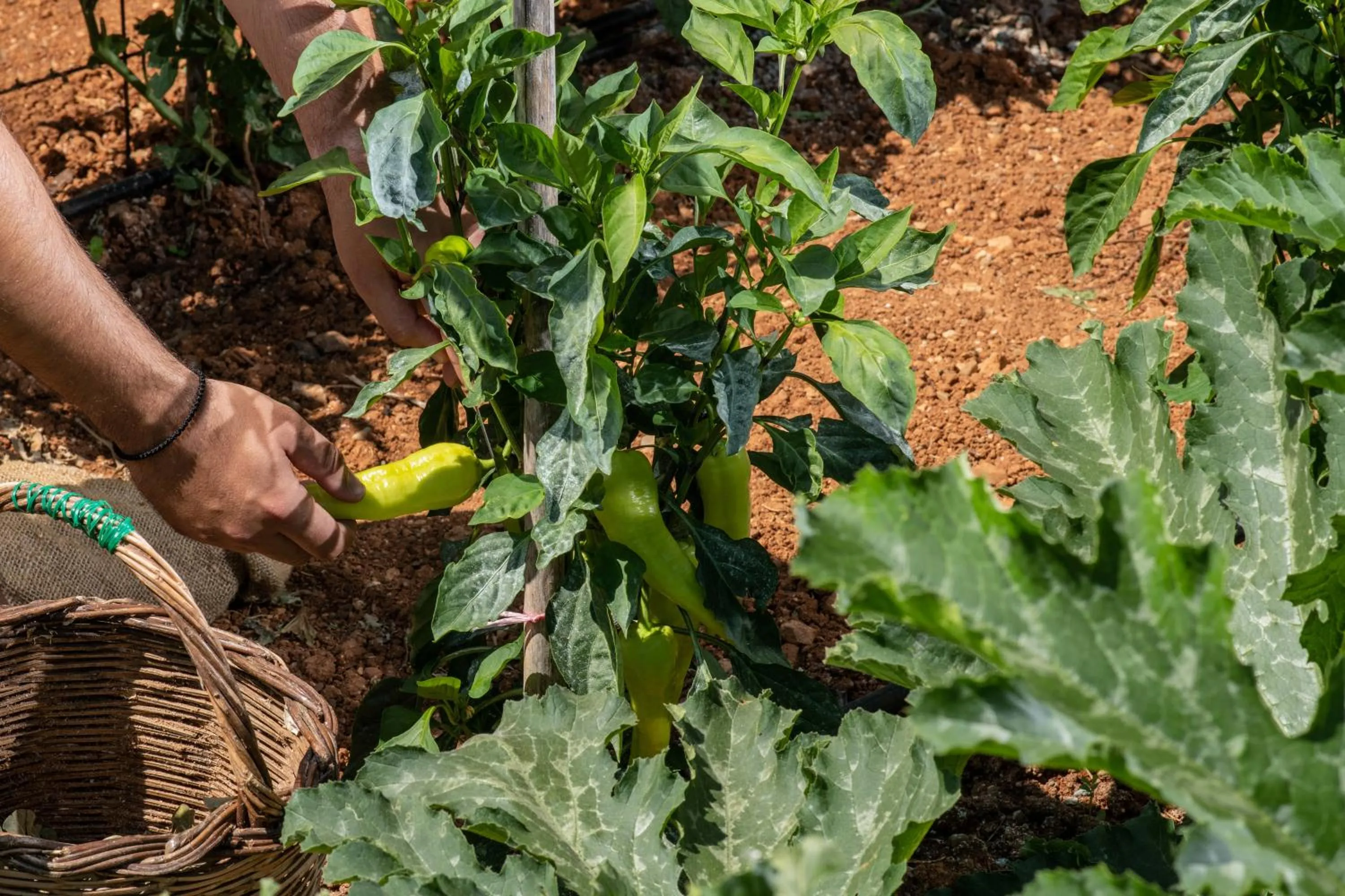 Garden in Elèa Concept Hotel & Suites