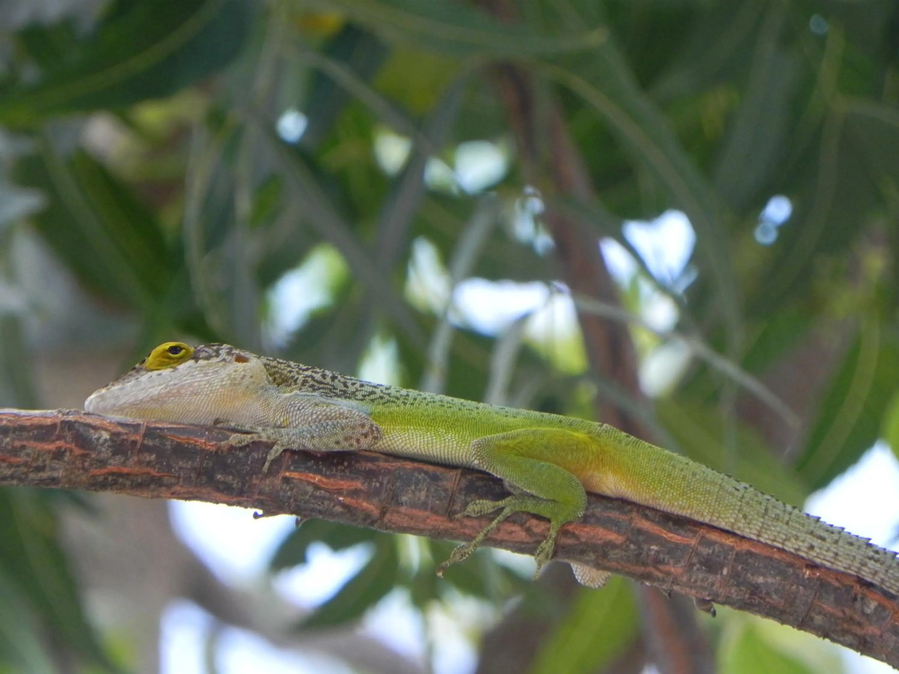 Garden in Villa Touloulou