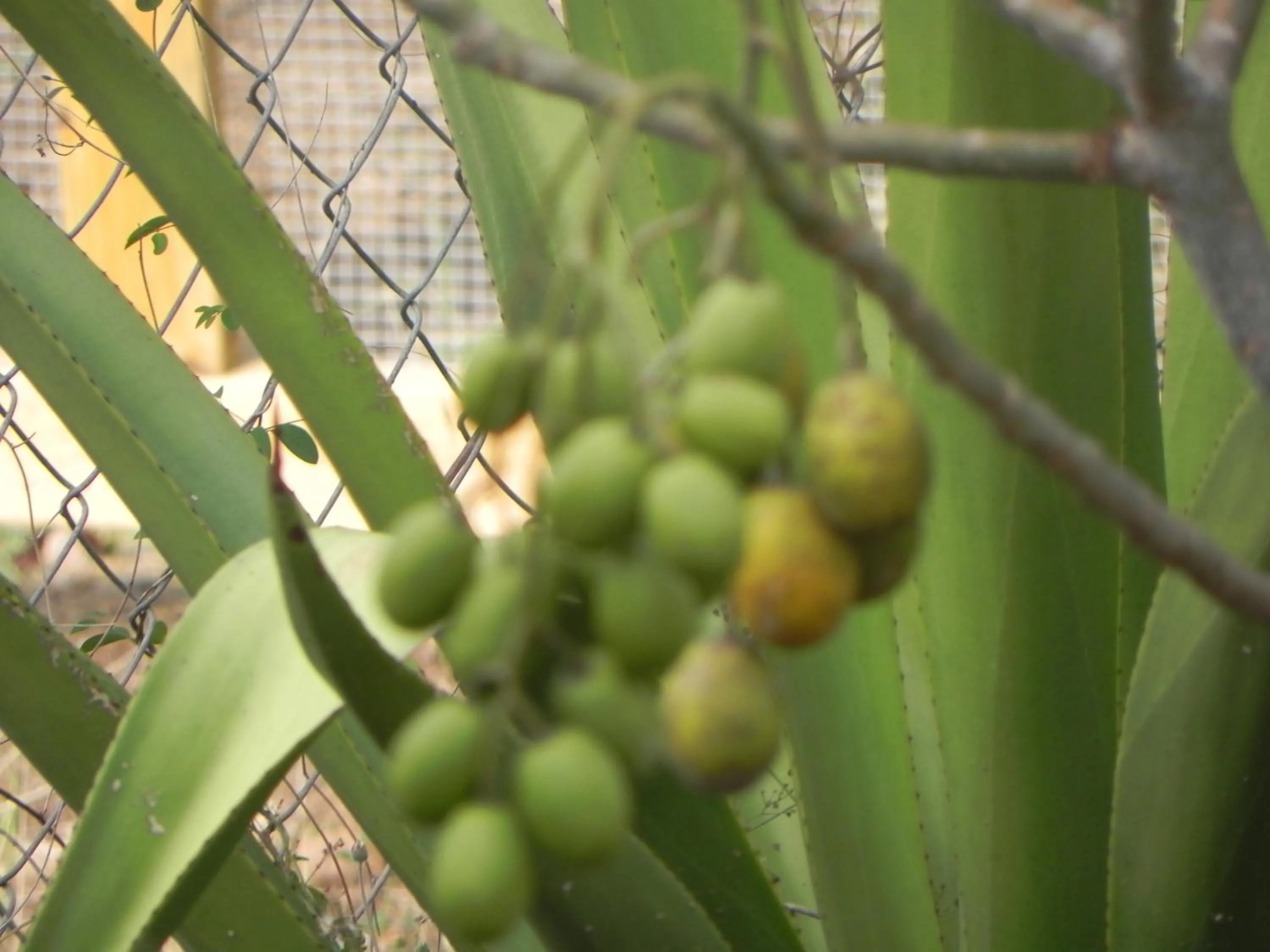 Garden in Villa Touloulou