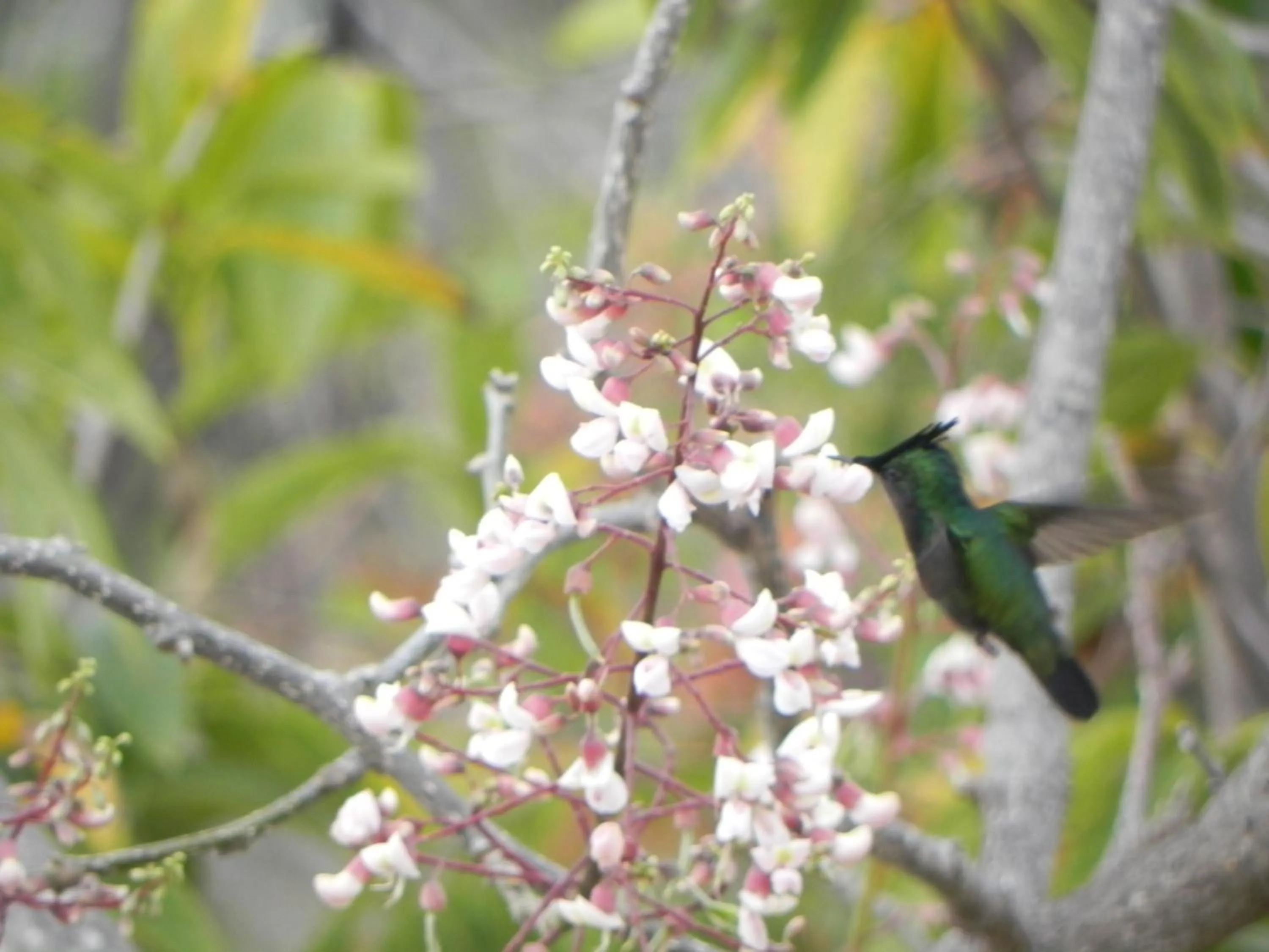 Garden in Villa Touloulou