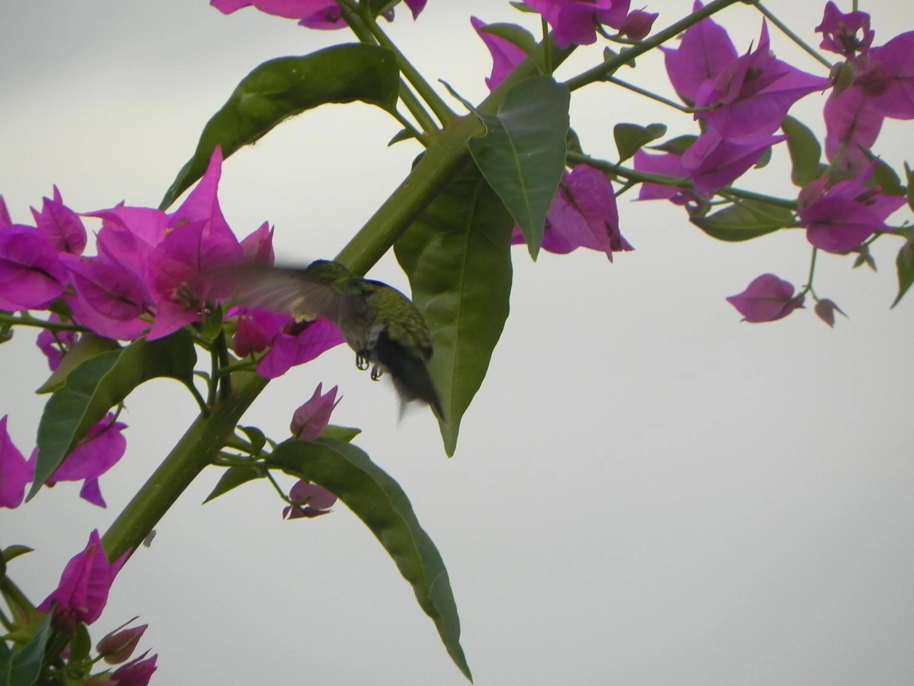 Garden in Villa Touloulou