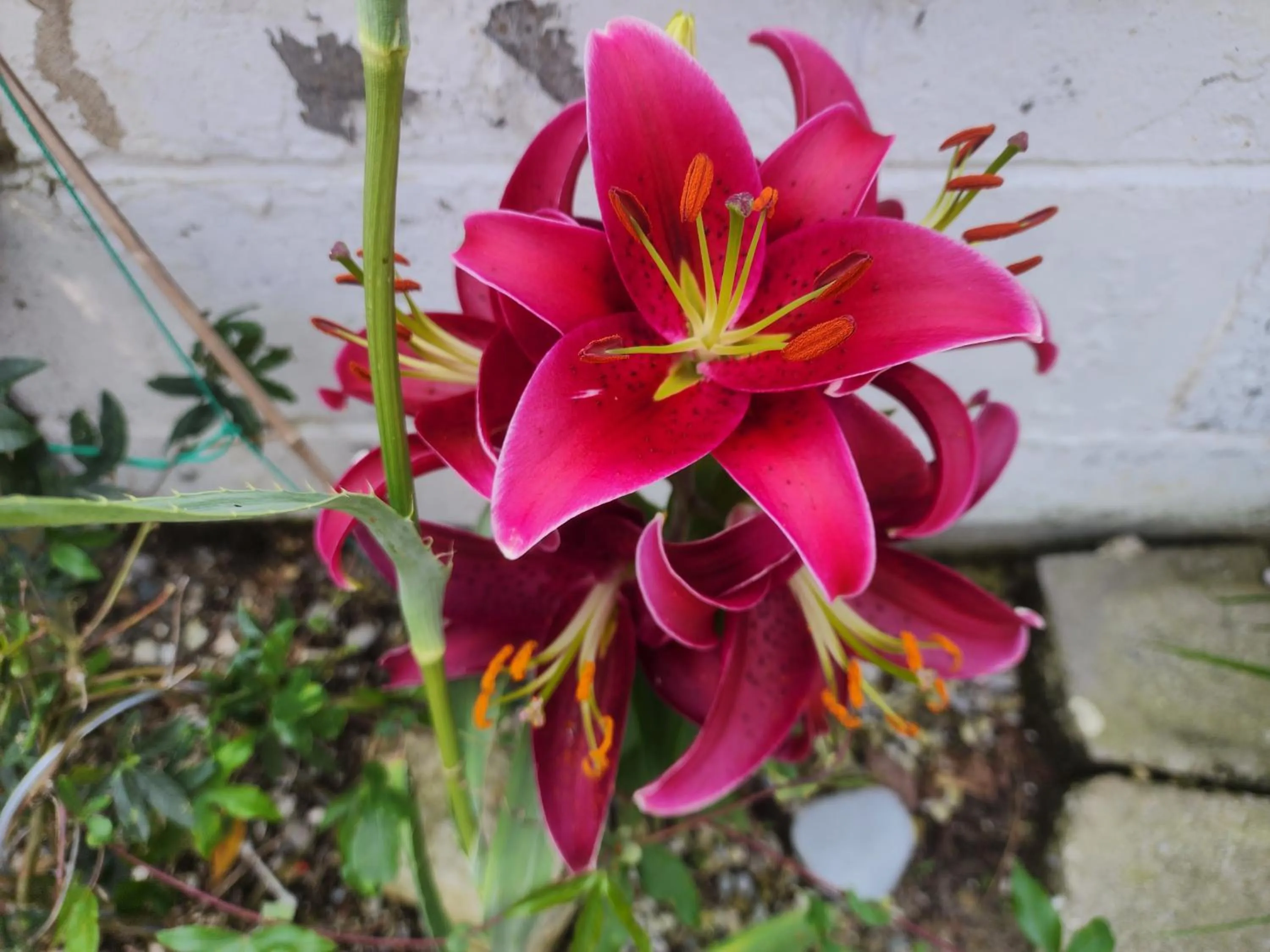Property building in Earthquest Lodge