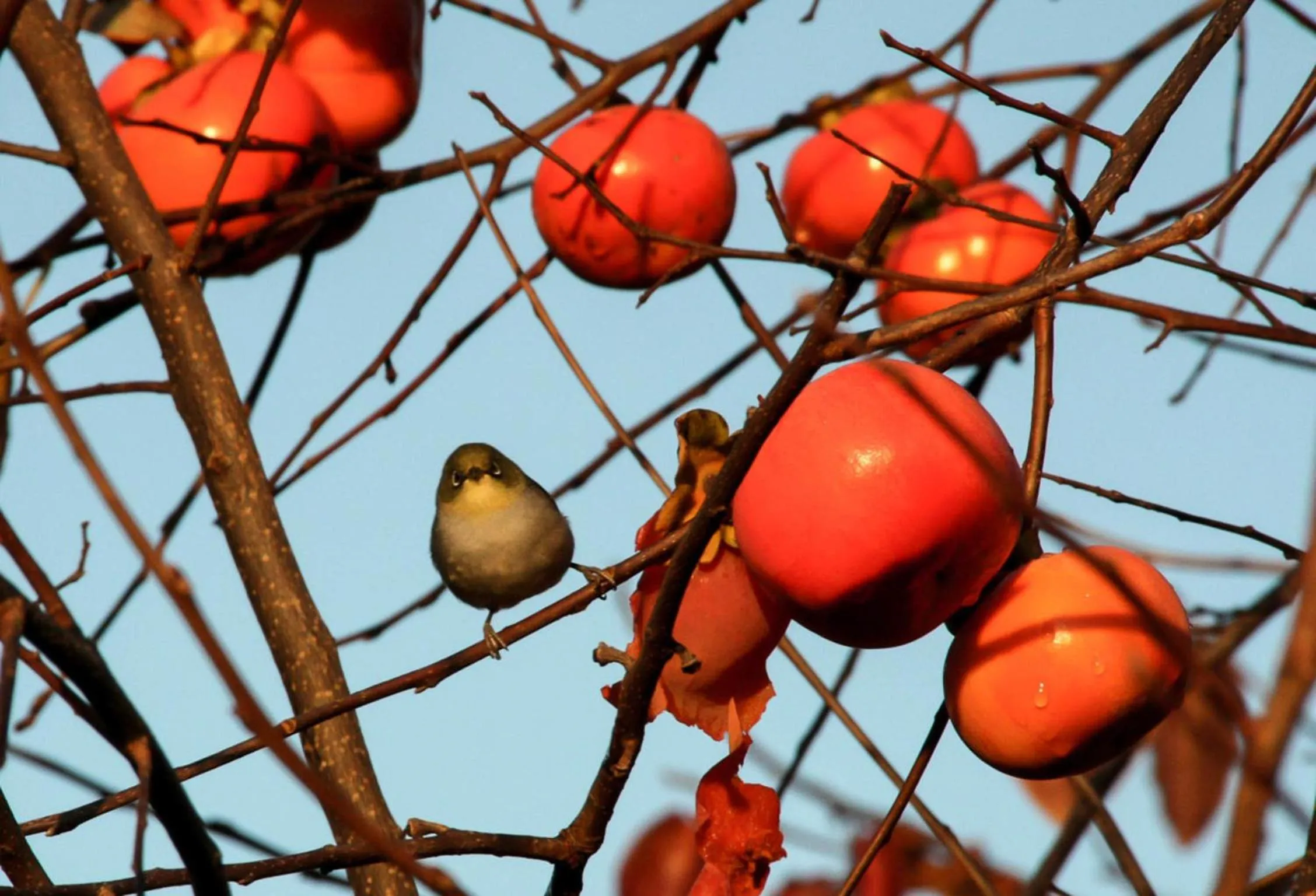 Animals in Balingup Heights Hilltop Forest Cottages