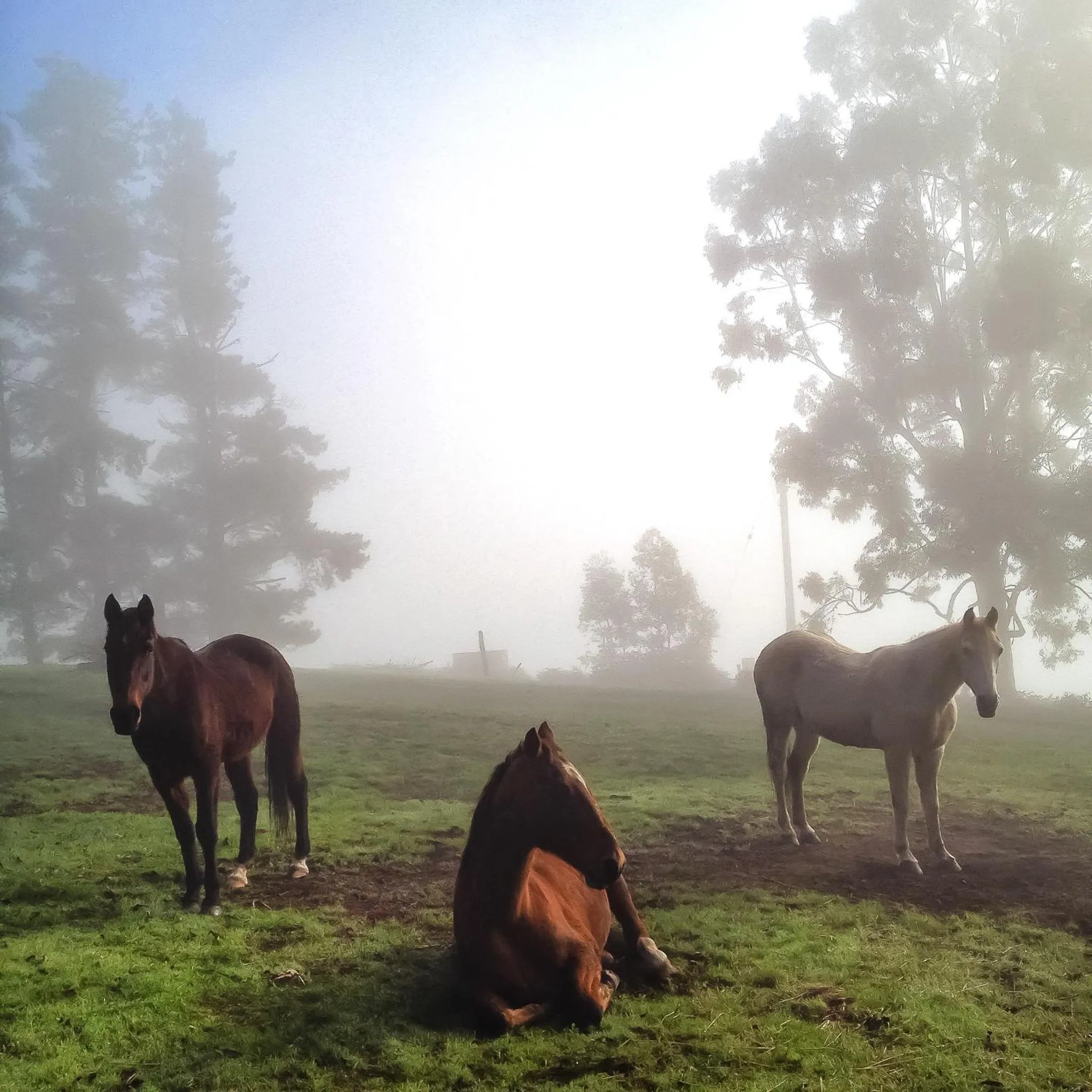 Animals in Balingup Heights Hilltop Forest Cottages