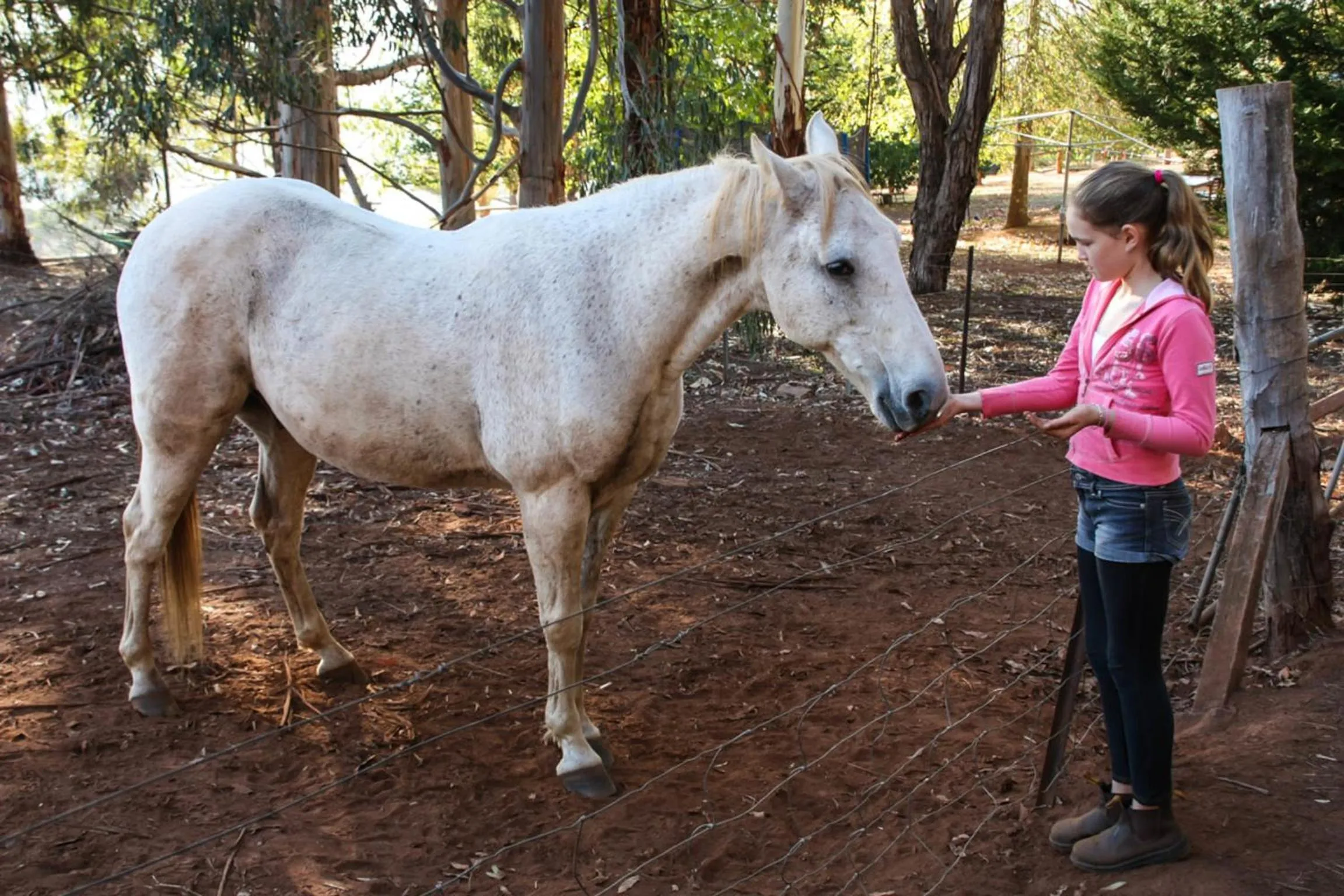 Animals in Balingup Heights Hilltop Forest Cottages