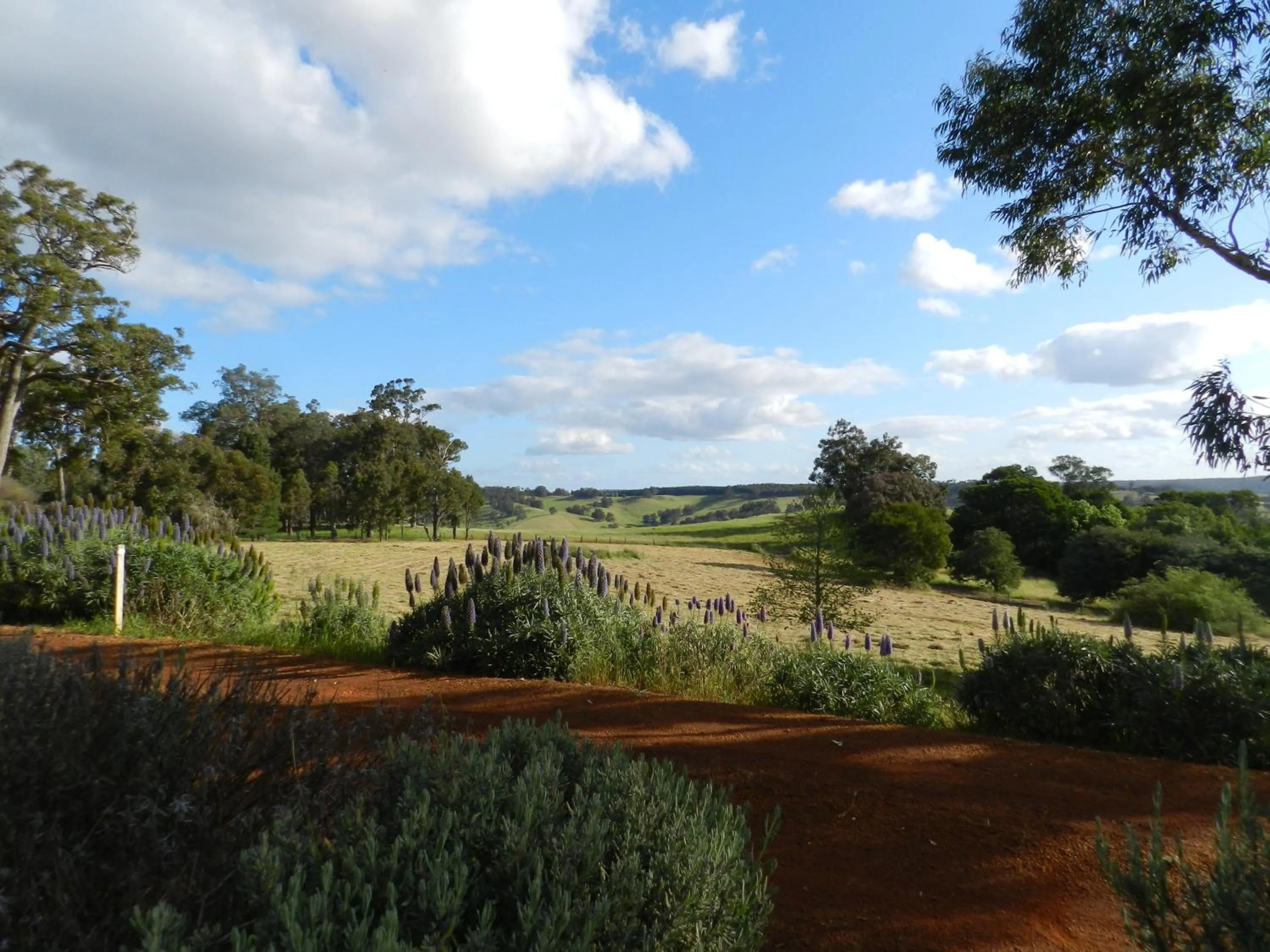 Garden view in Shambhala Guesthouse