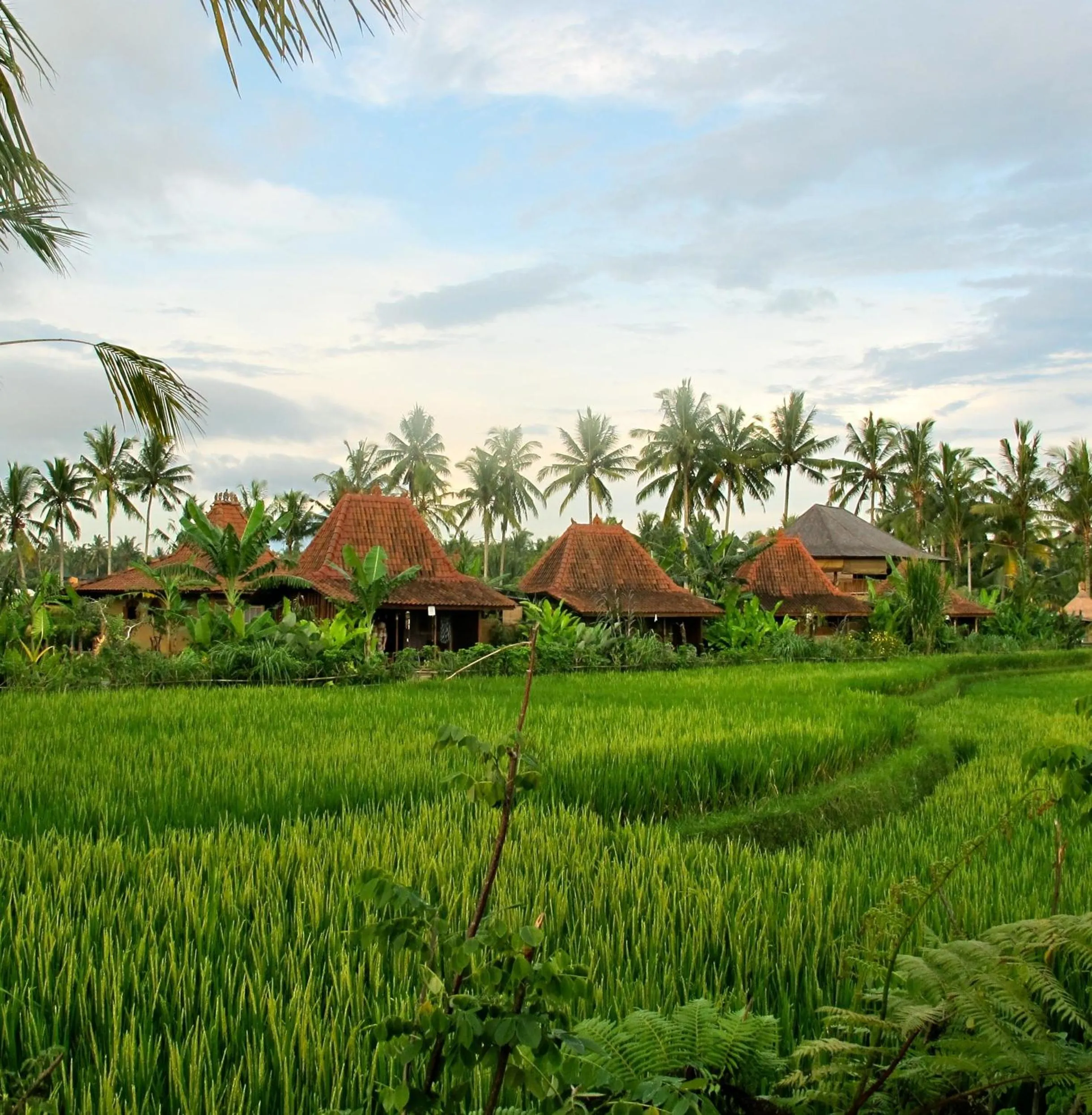 Bird's eye view in Dragonfly Village