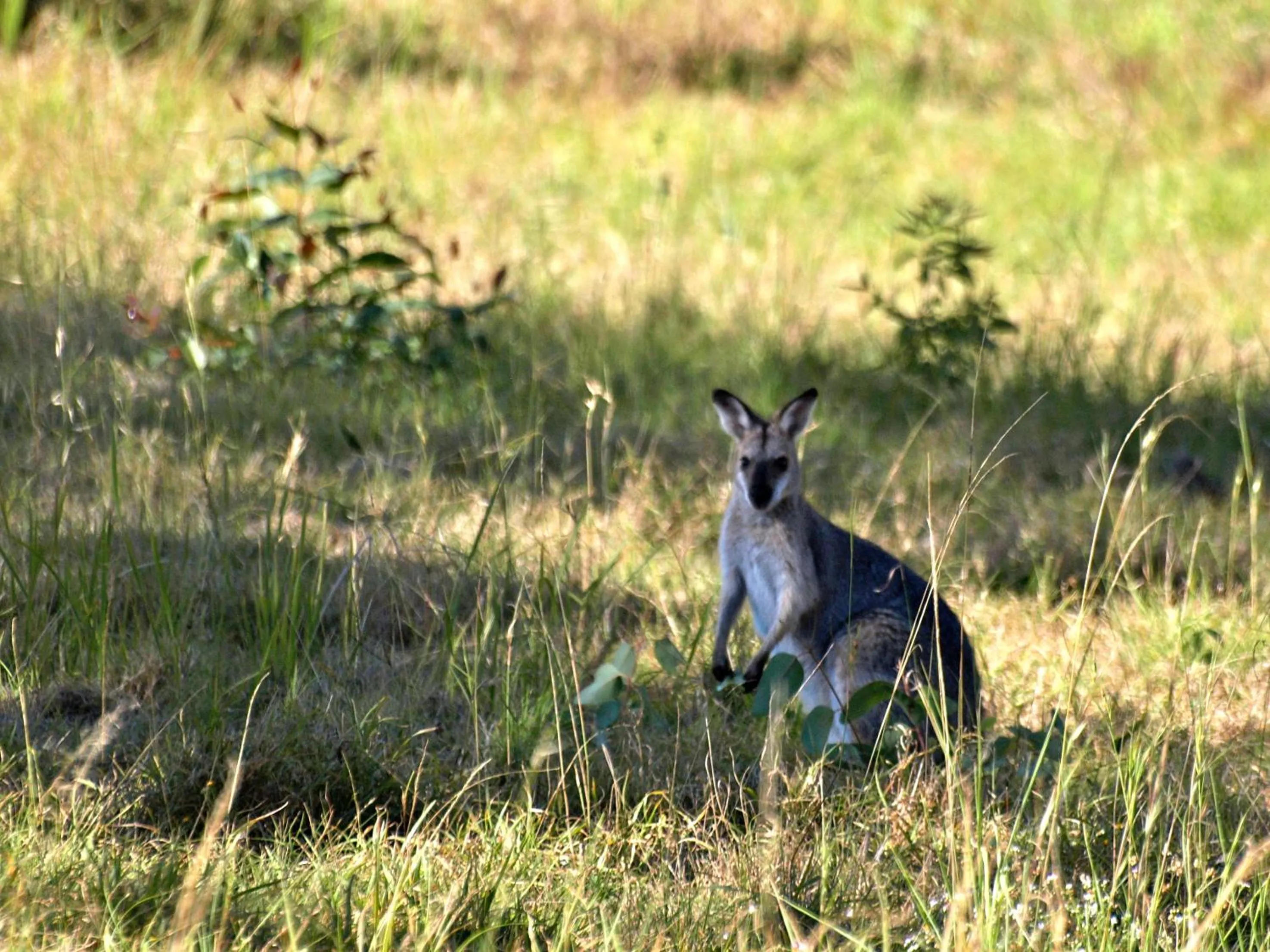Animals in Amamoor Lodge