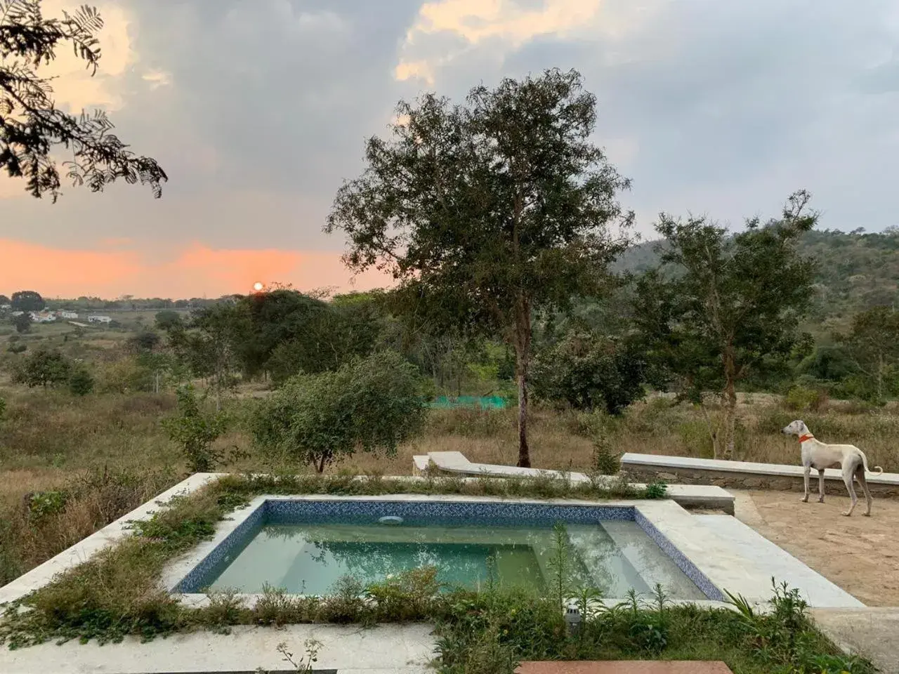 Dhole's Den Bandipur Dhole's Den Bandipur