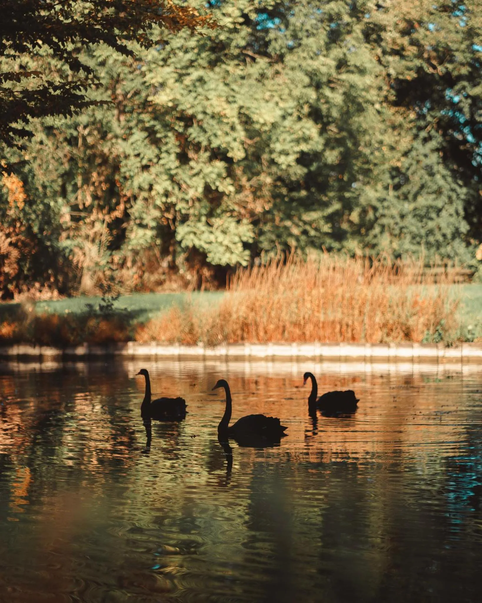 Garden in B&B Maison Mairie Hasselt