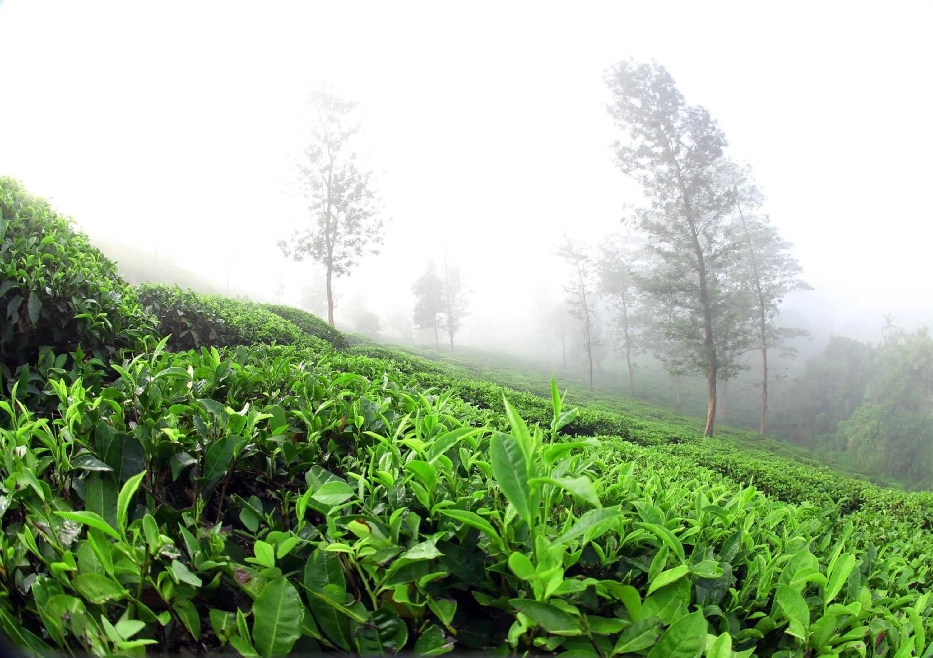 Bird's eye view in Parisons Plantation Experiences by Abad