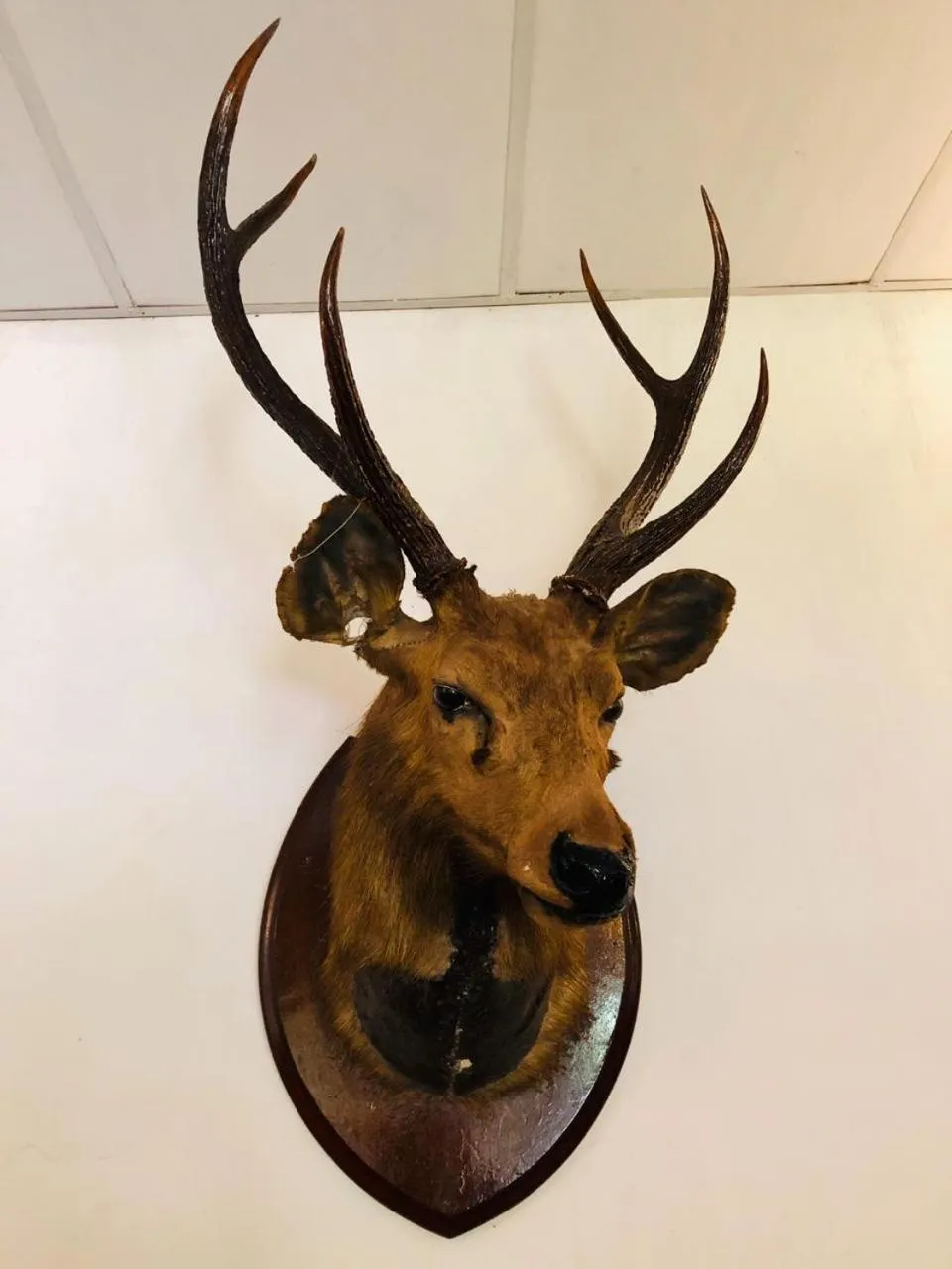 Animals in Parisons Plantation Experiences by Abad