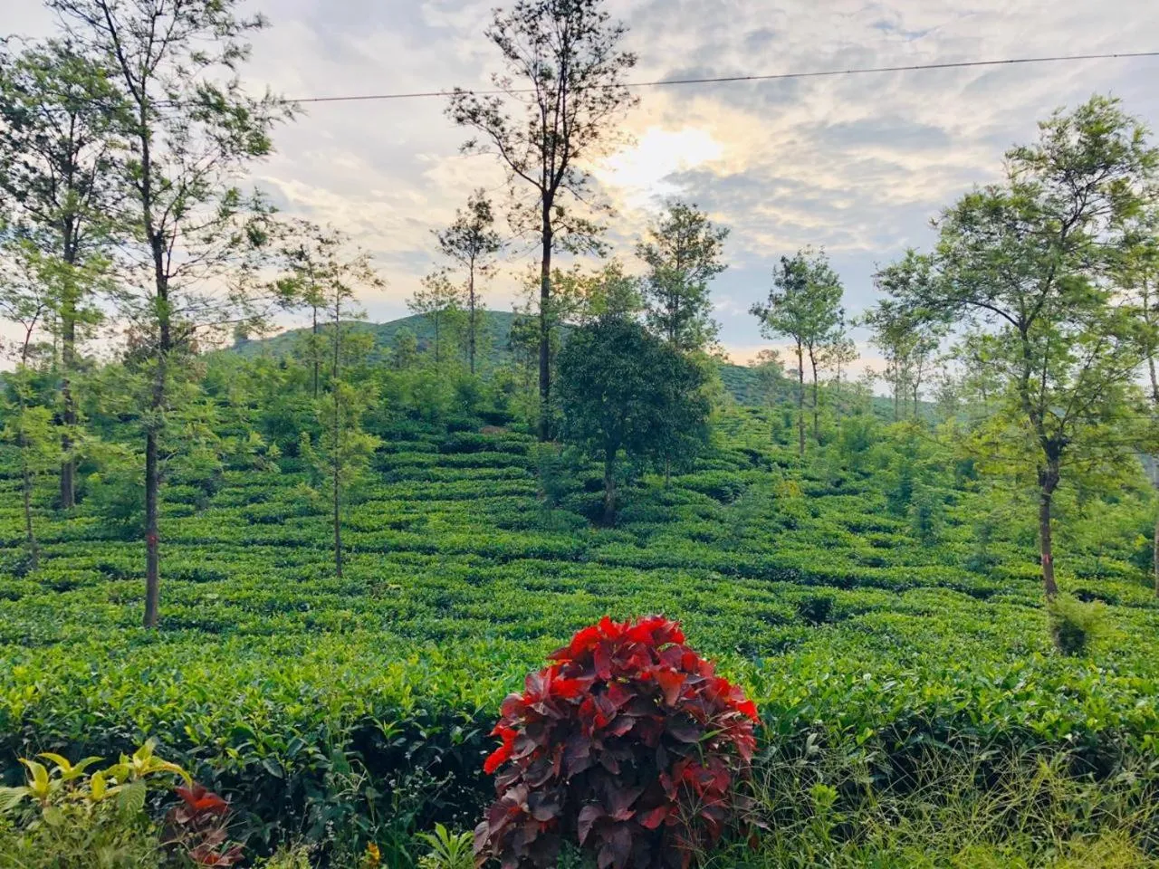 Natural landscape in Parisons Plantation Experiences by Abad