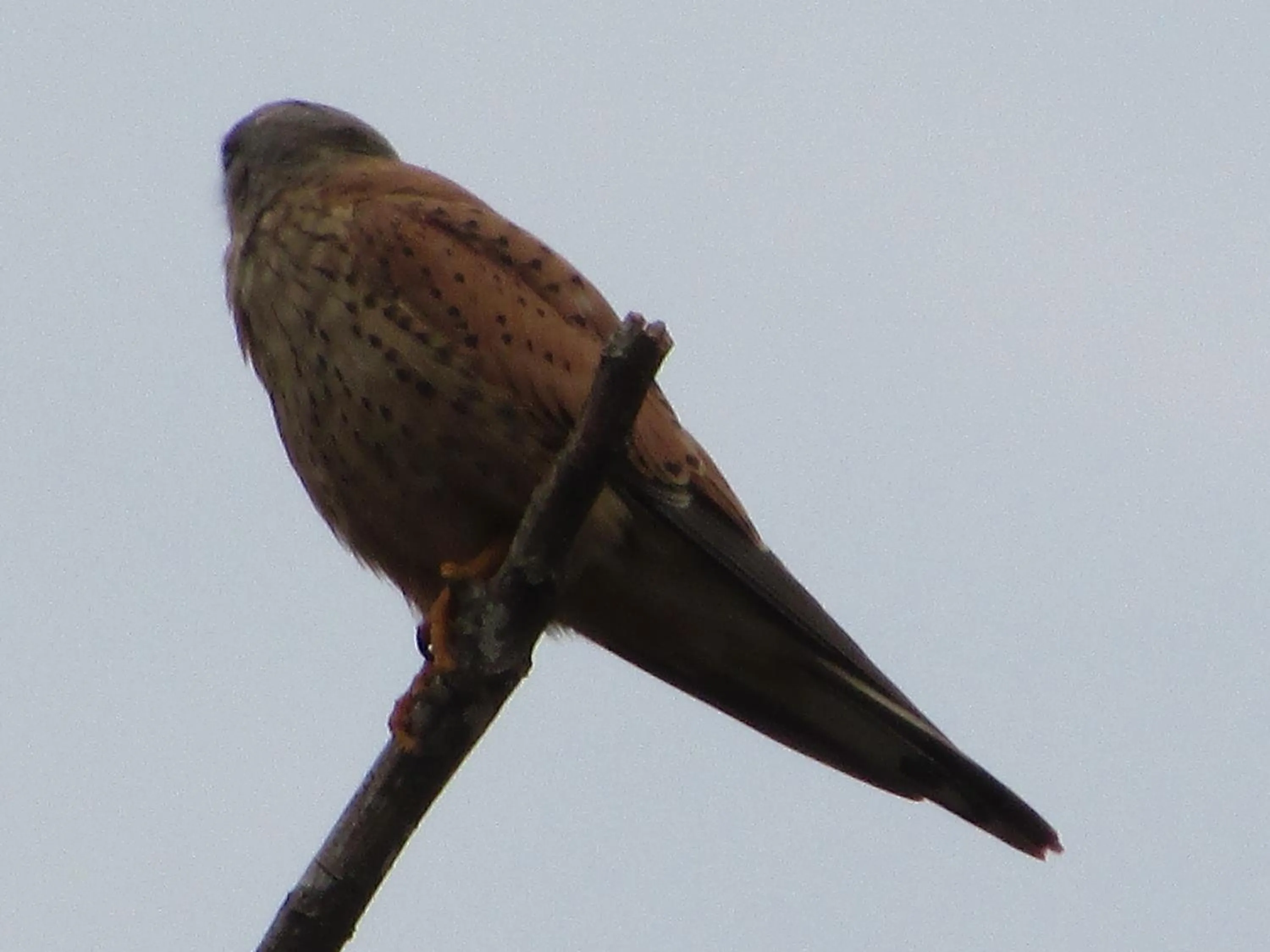 Activities in Parisons Plantation Experiences by Abad