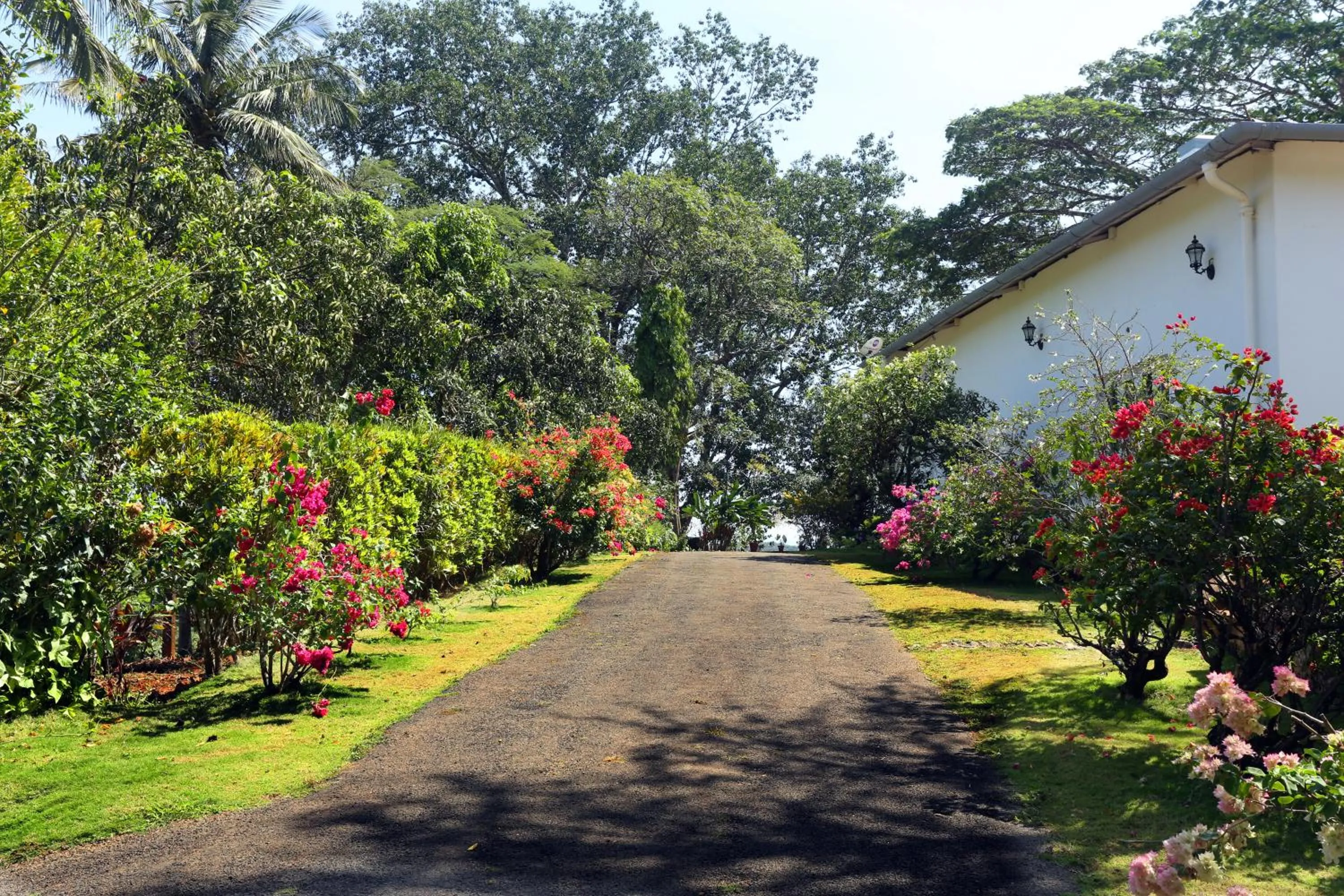 Spring in Parisons Plantation Experiences by Abad