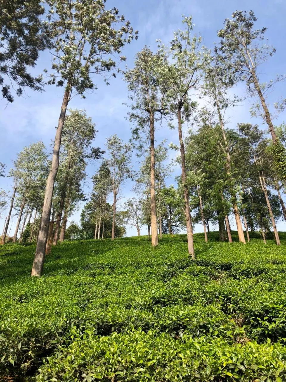 Natural landscape in Parisons Plantation Experiences by Abad