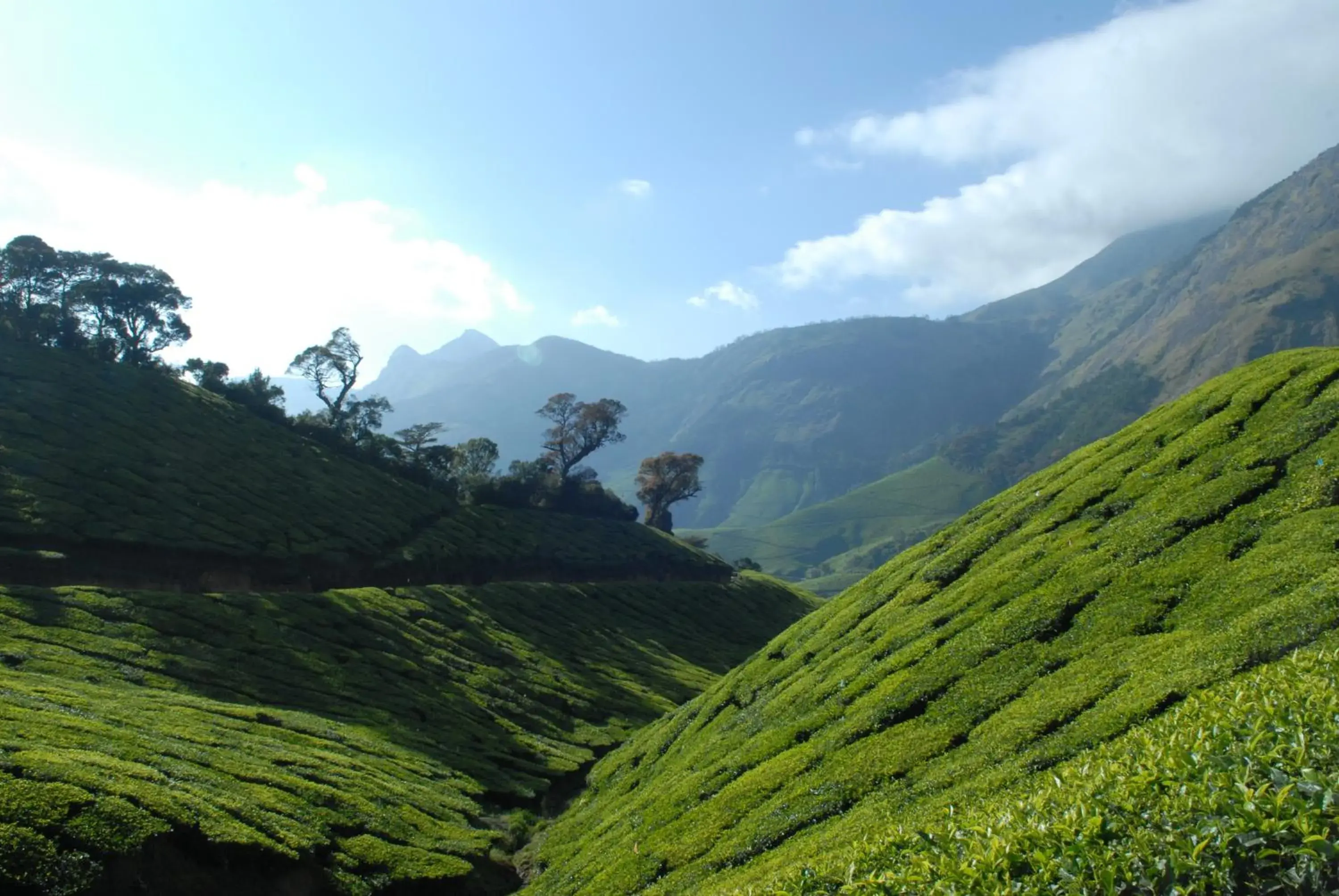 View (from property/room) in Holiday Heaven Munnar View (from property/room) in Holiday Heaven Munnar