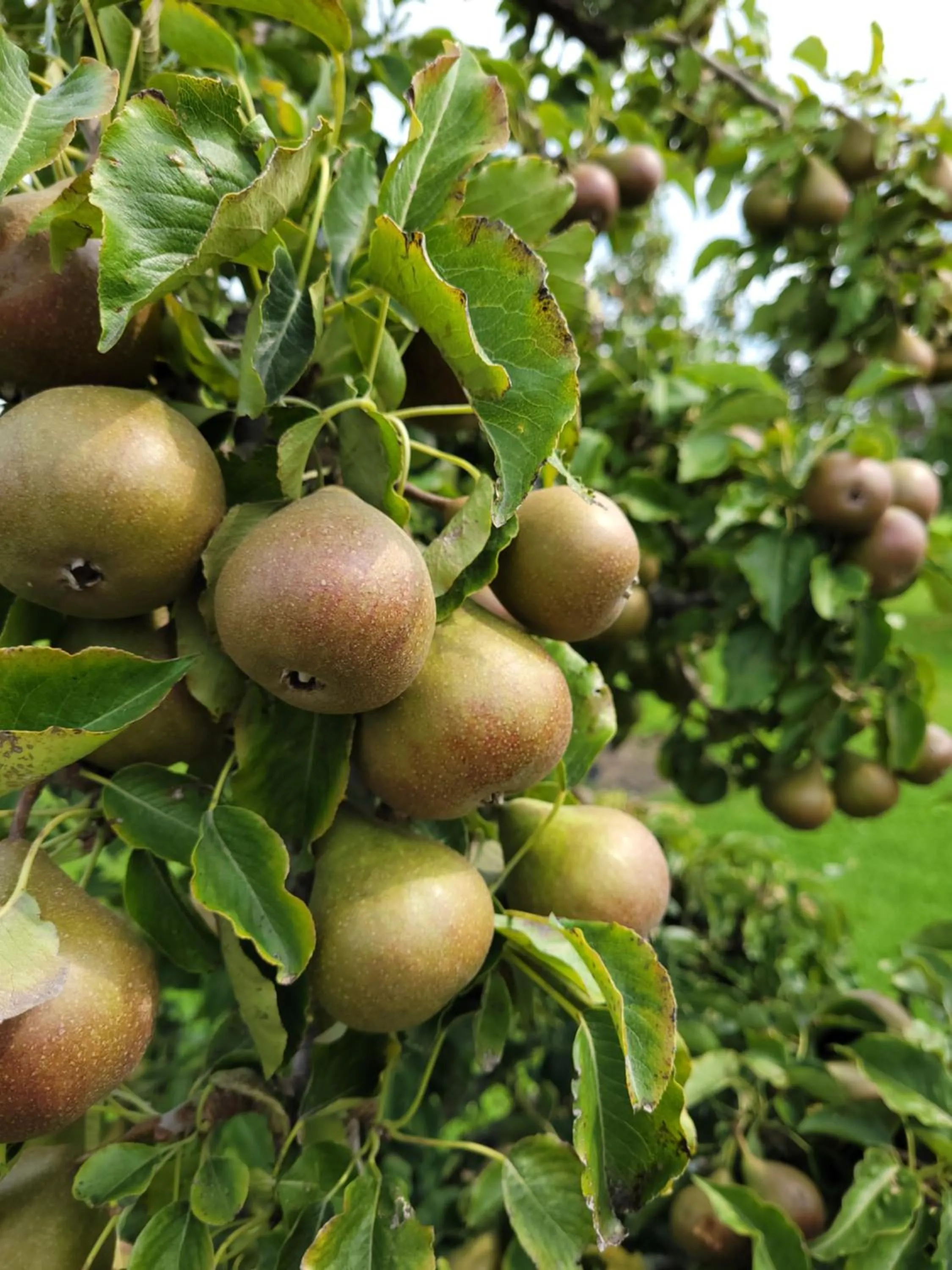 Day in B&B Buutegeweun