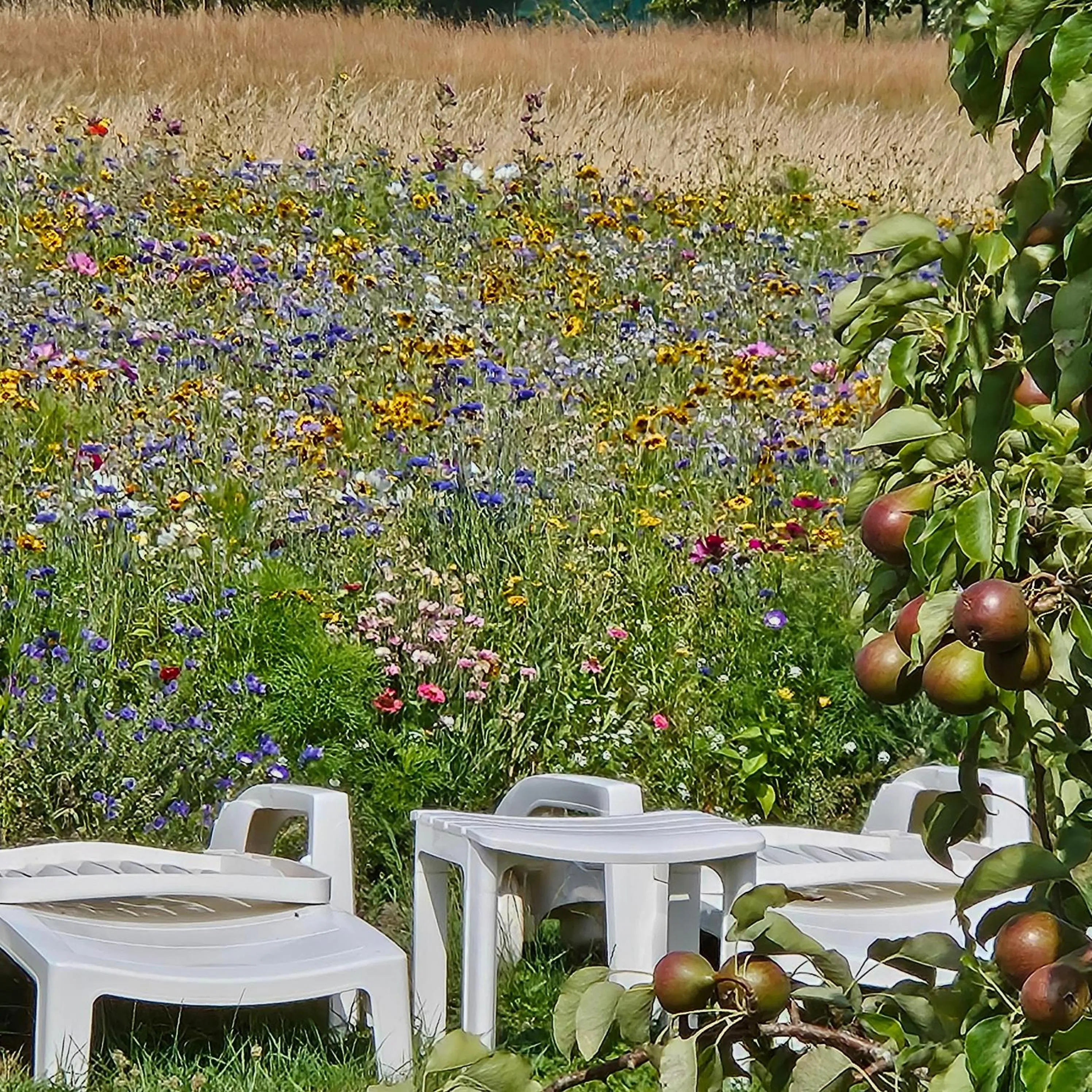Property building in B&B Buutegeweun