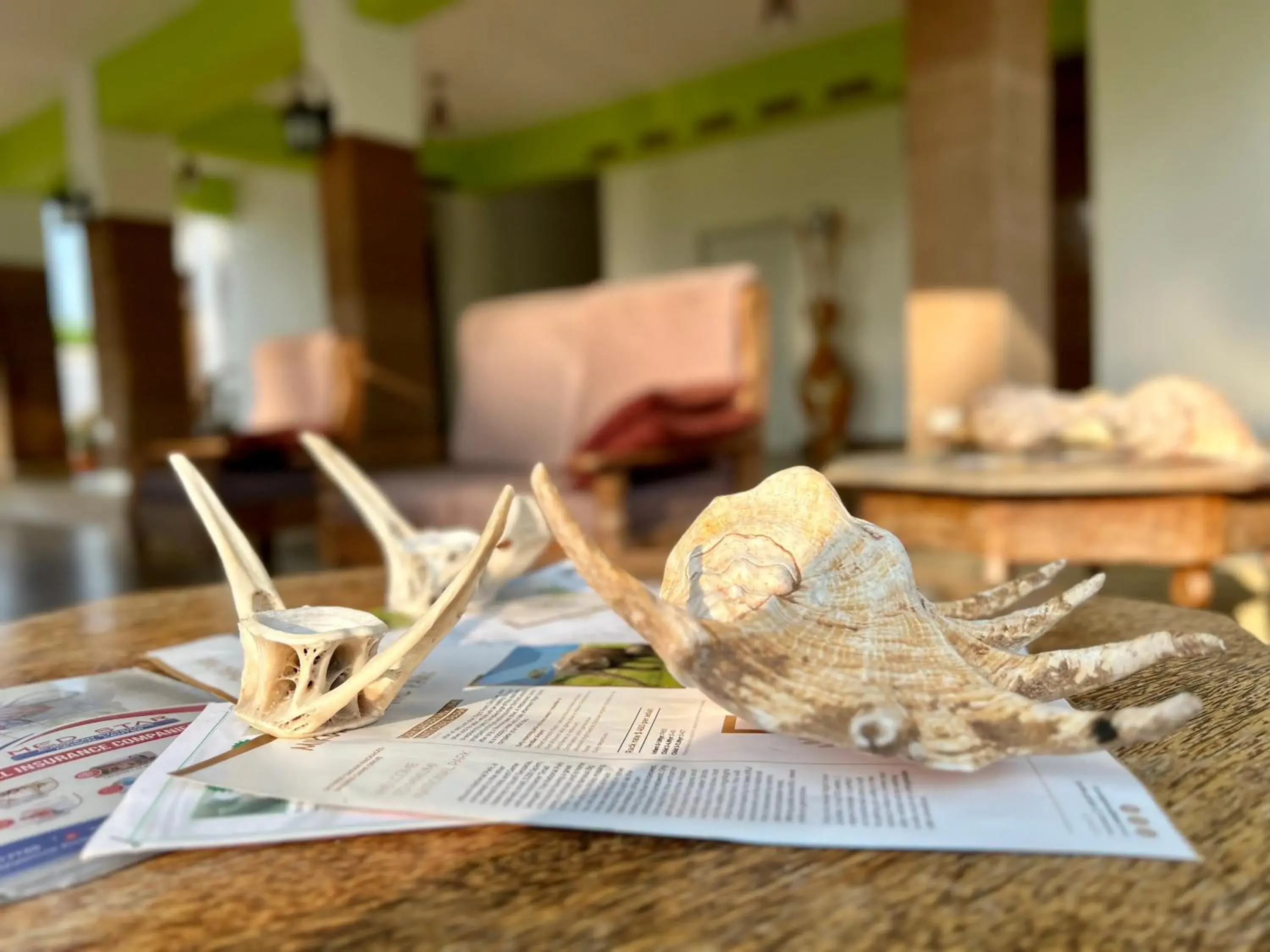 Lobby or reception in Zanoceanique Hotel Lobby or reception in Zanoceanique Hotel