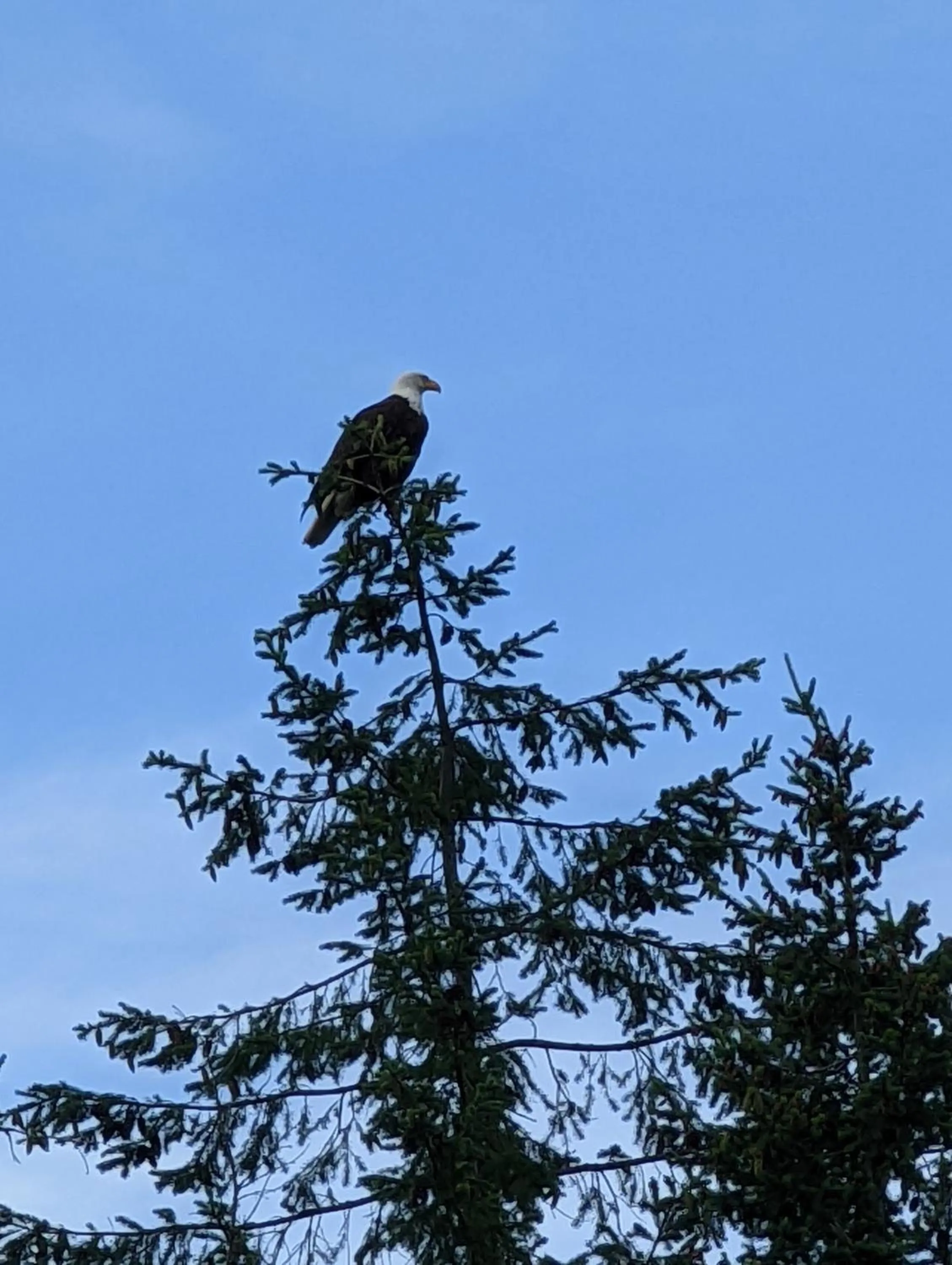 Garden in Maple Rise Guesthouse