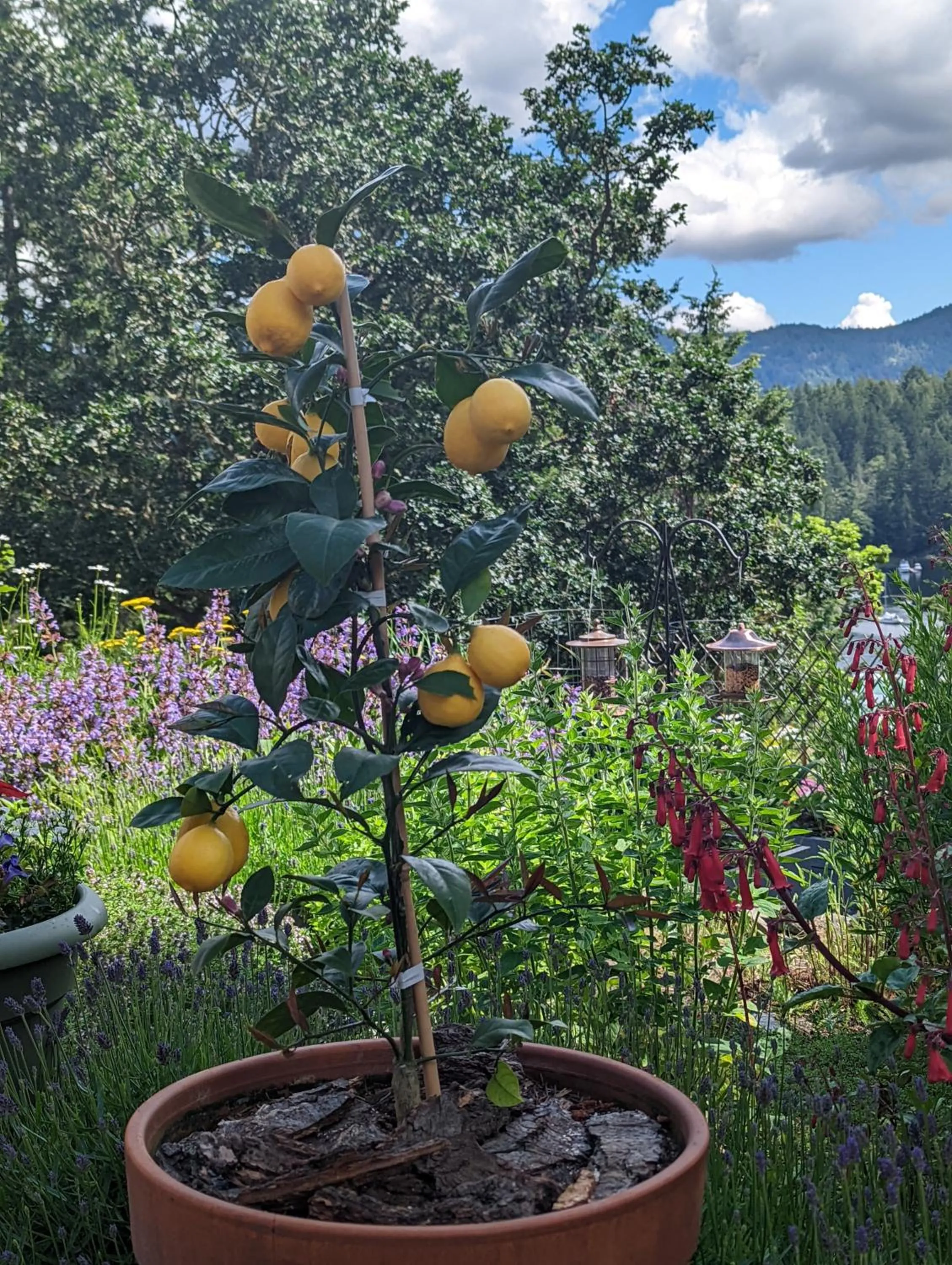 Garden in Maple Rise Guesthouse