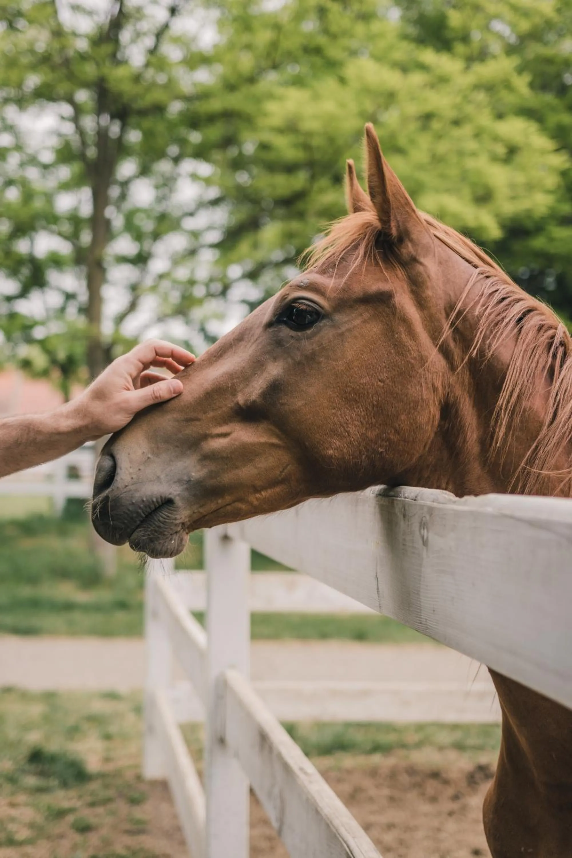 Animals in Miznah Hotels & Resorts
