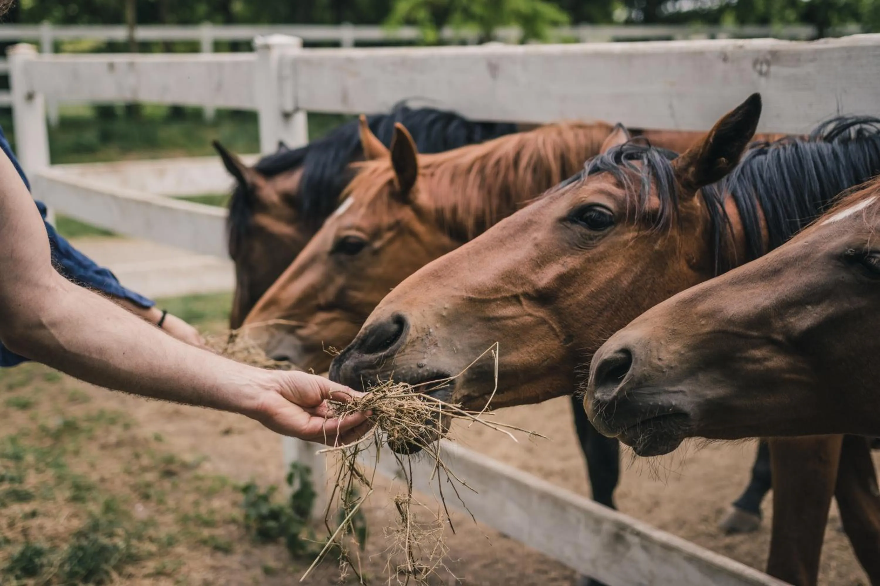 Horse-riding in Miznah Hotels & Resorts