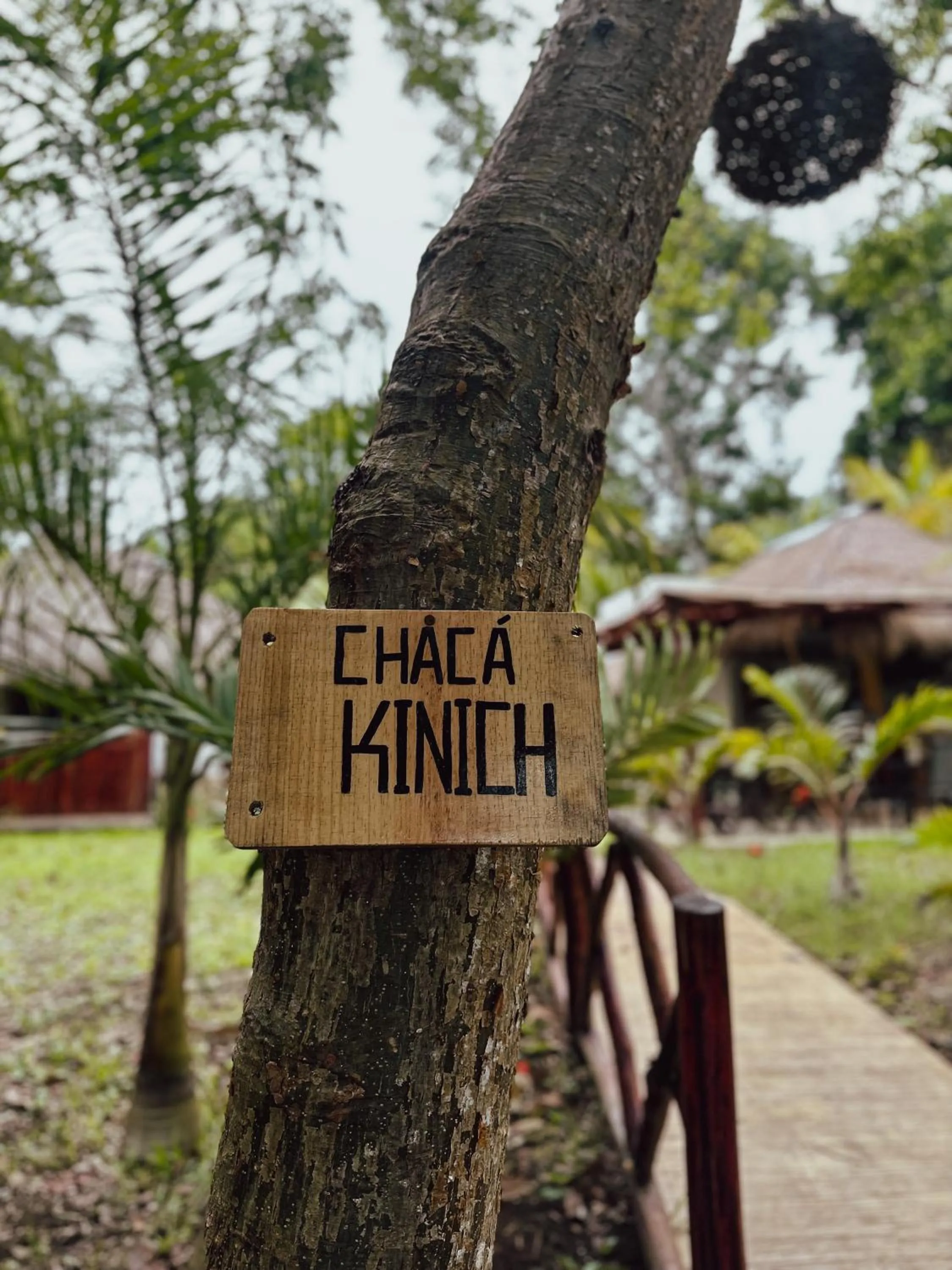 Natural landscape in Aurea Bacalar