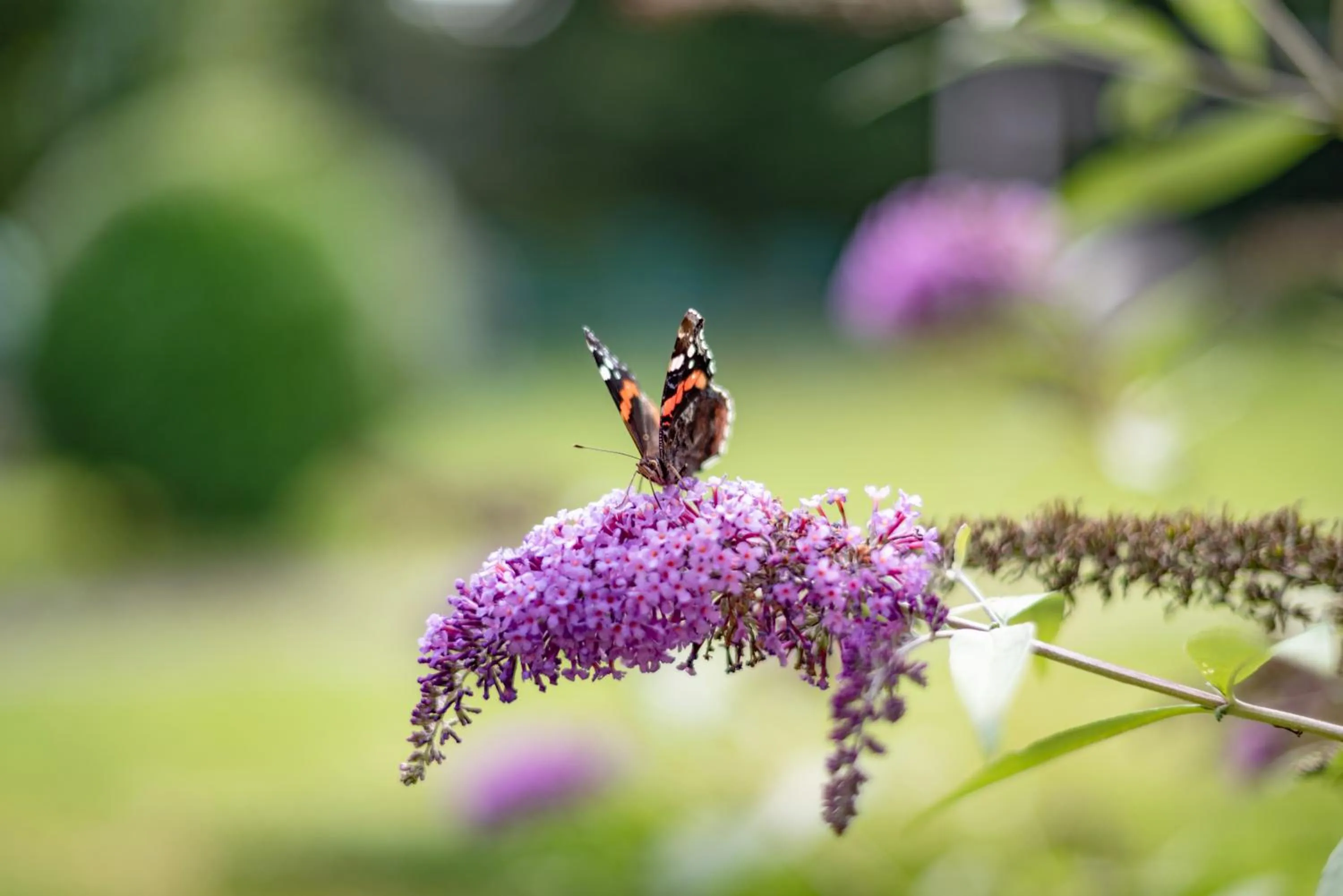 Garden in Landhaus Kaiserblick