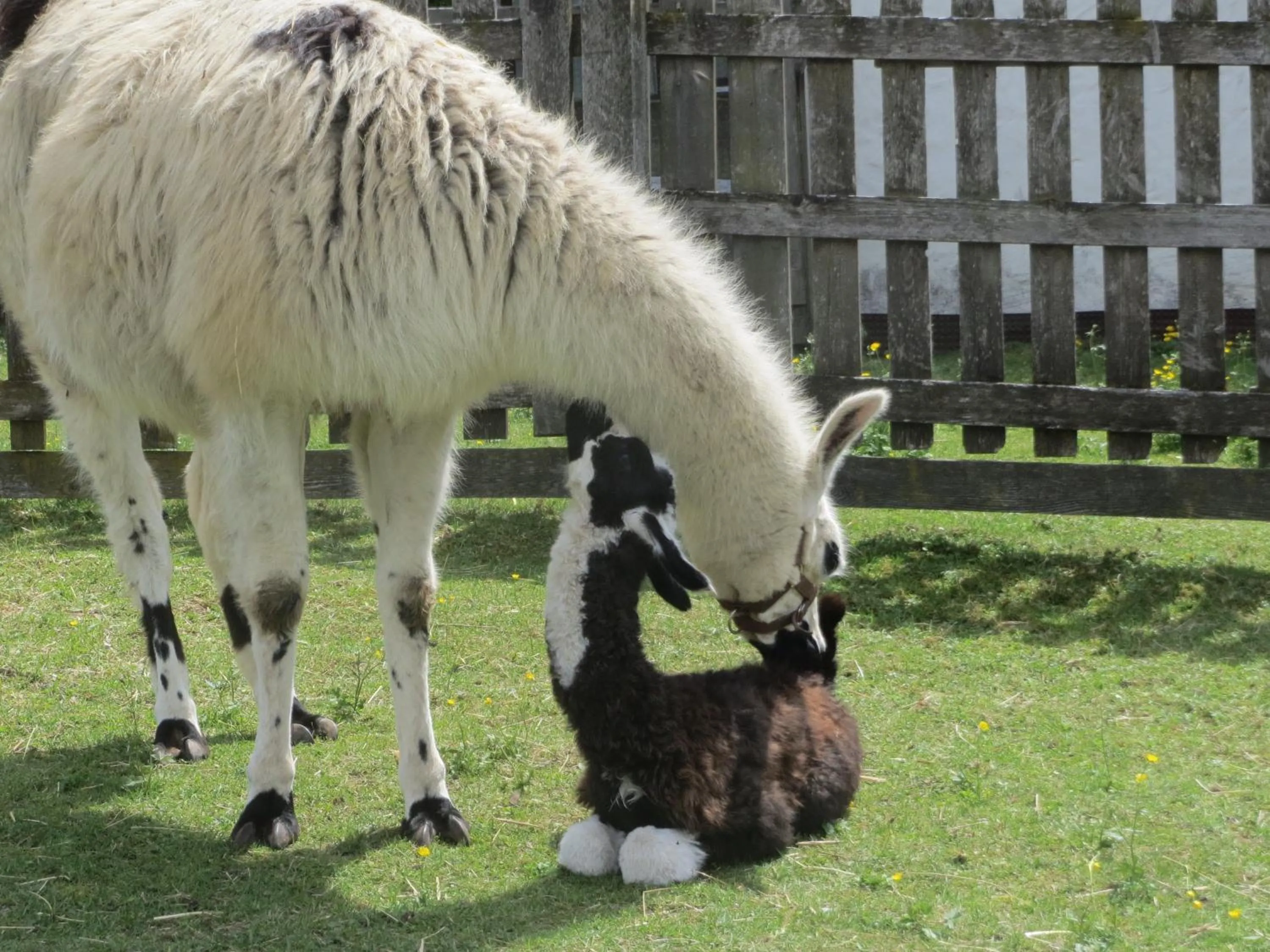 Pets in Landhaus Charlotte Apartments Tirol